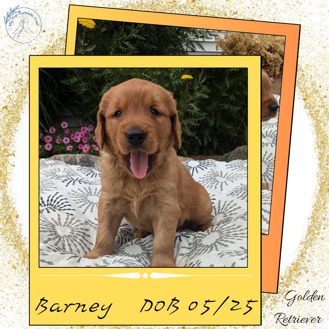 GOLDEN RETRIEVER (05/25) MALE