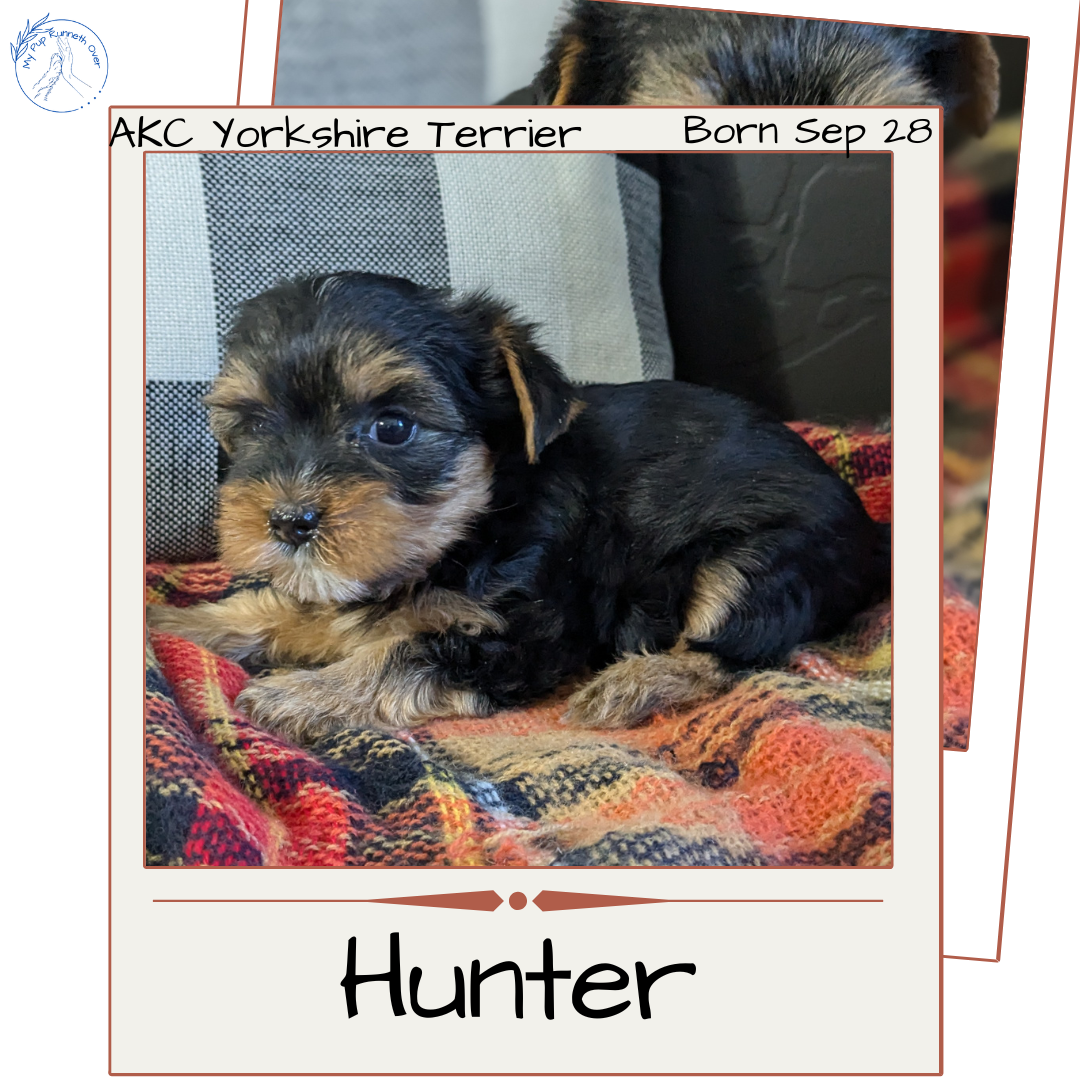 YORKSHIRE TERRIER (09/28) MALE