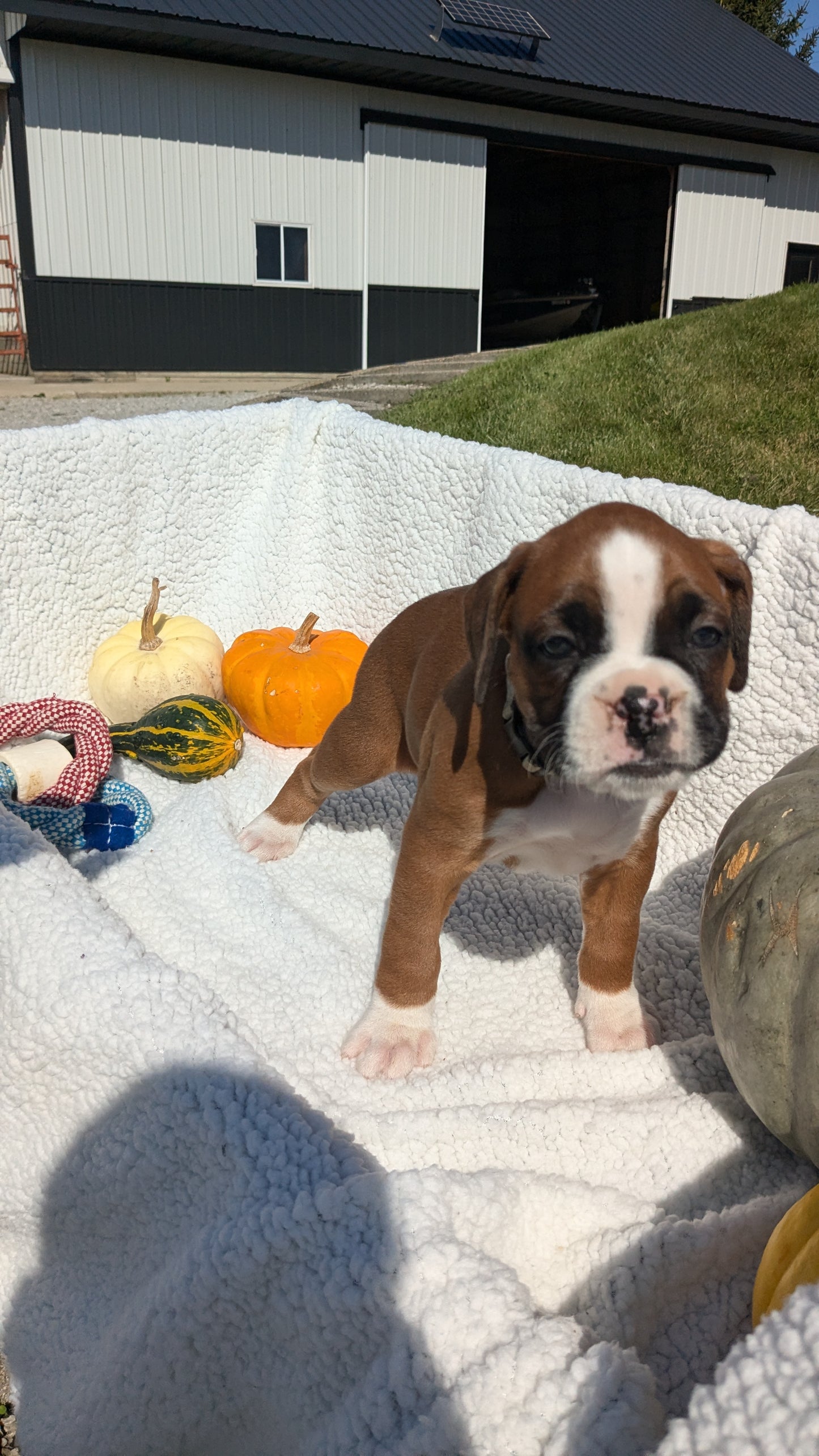 BOXER (08/27) FEMALE