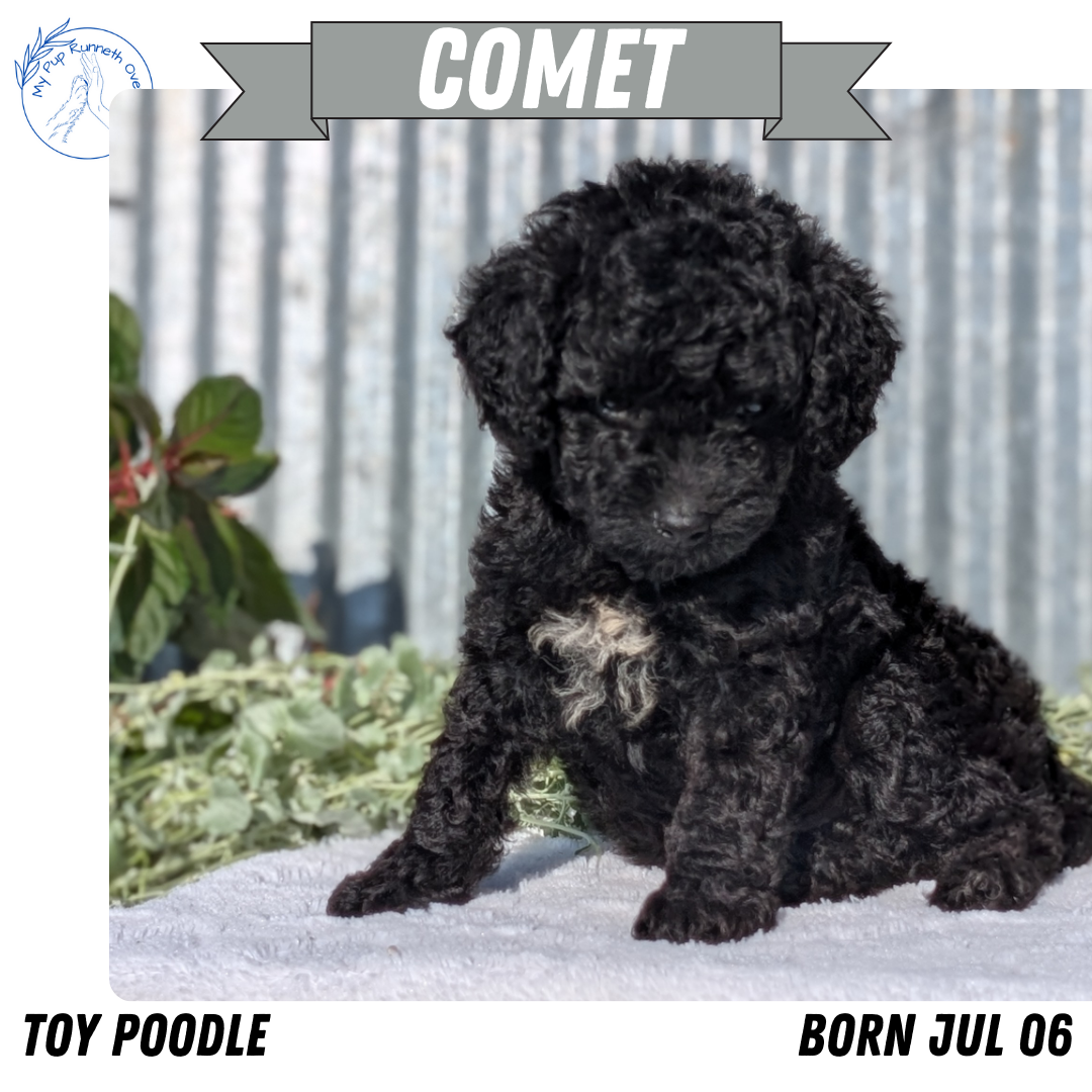 TOY POODLE (07/06) MALE