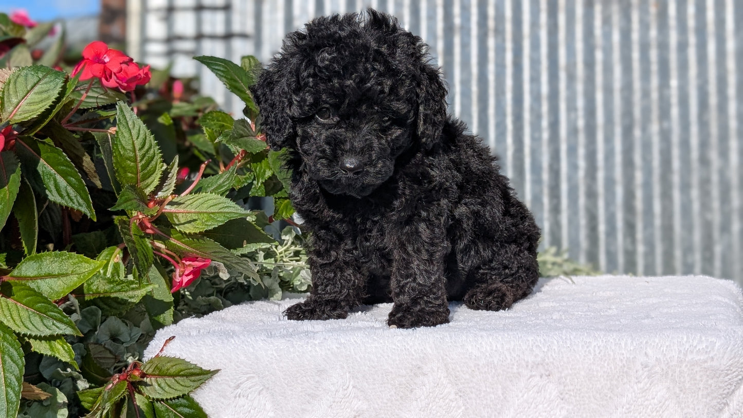 TOY POODLE (07/06) FEMALE