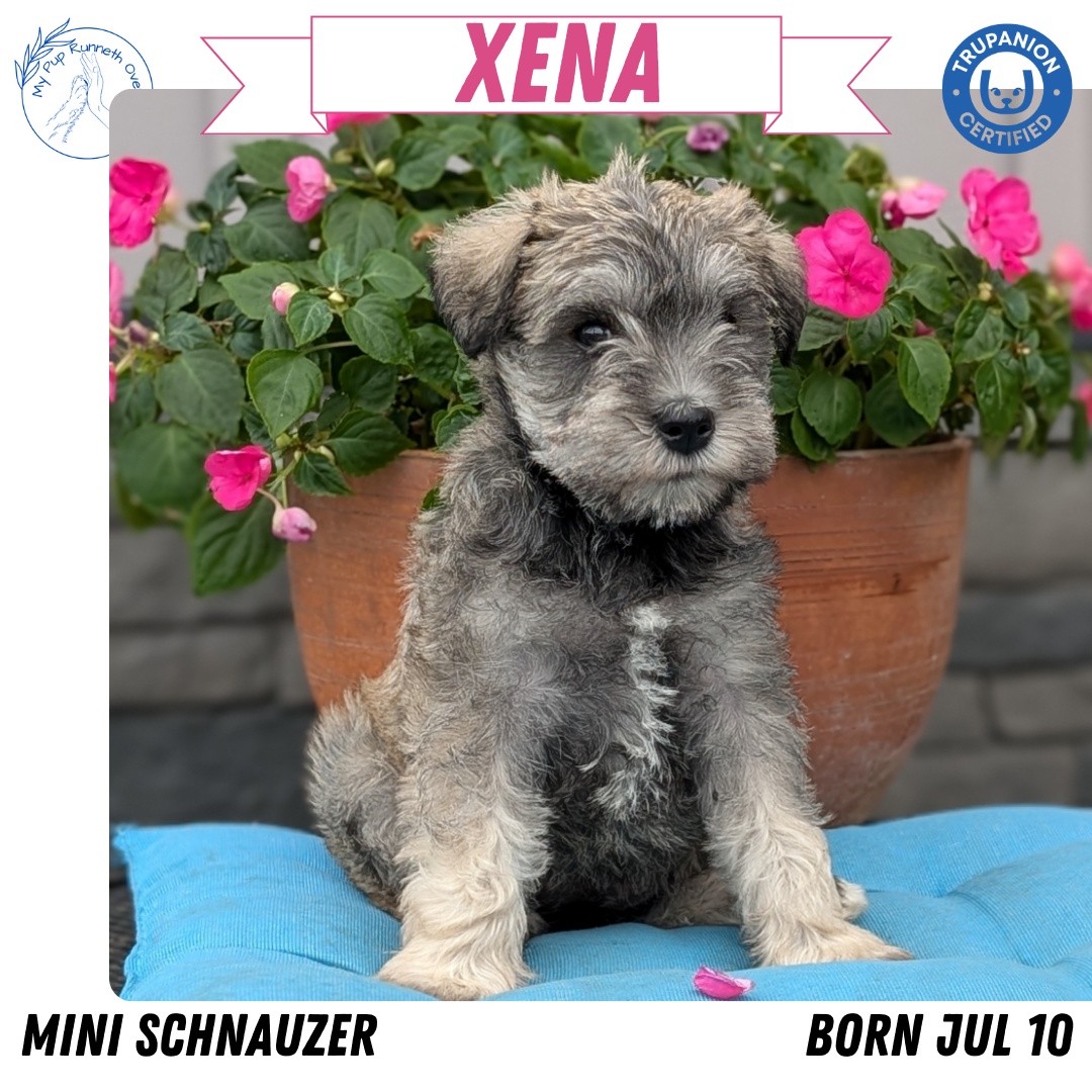 MINI SCHNAUZER (07/10) FEMALE