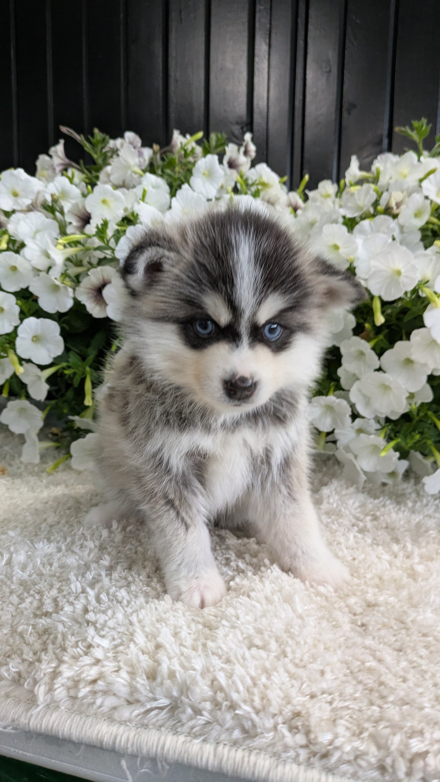 POMSKY (04/01) MALE