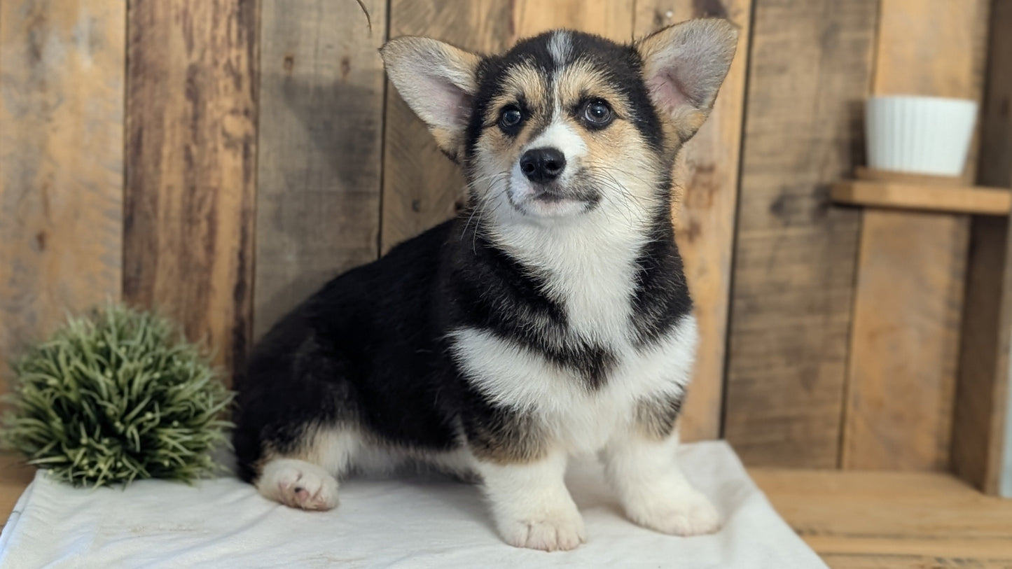 CORGI (JAN 05) MALES