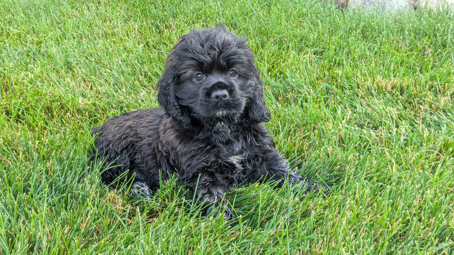 COCKER SPANIEL (05/01) MALE