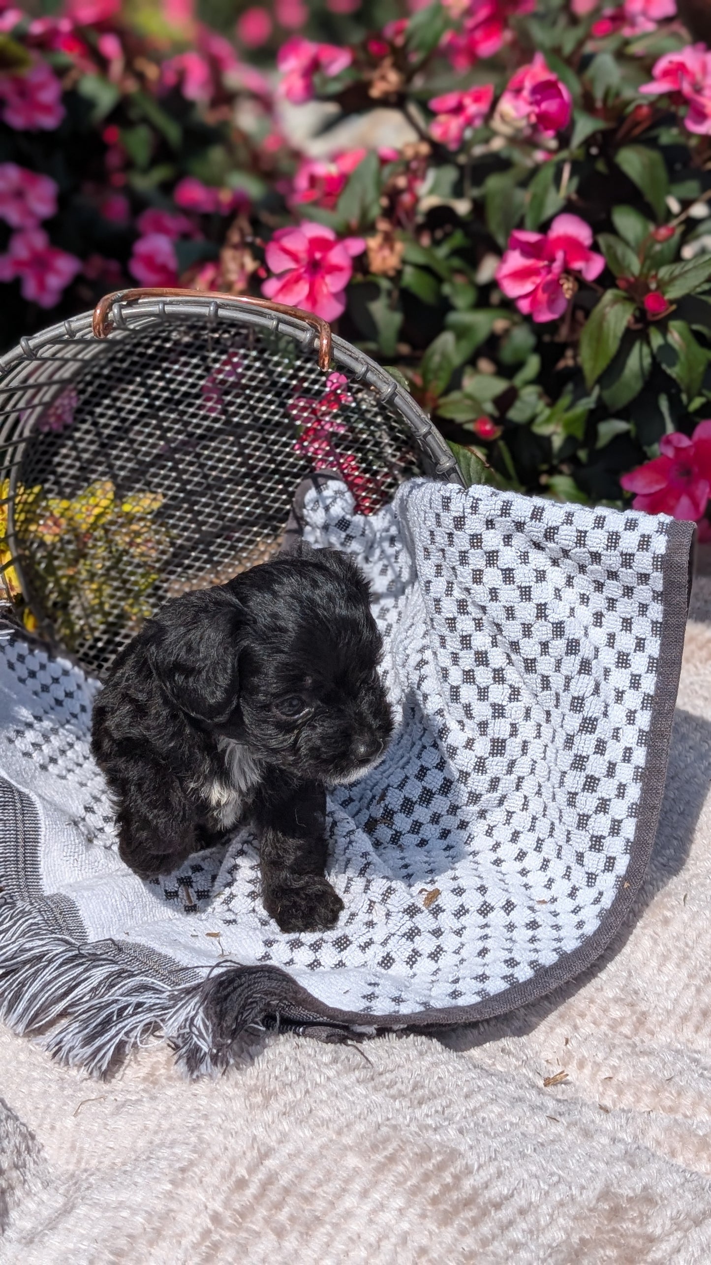 CAVAPOO (06/28) MALE
