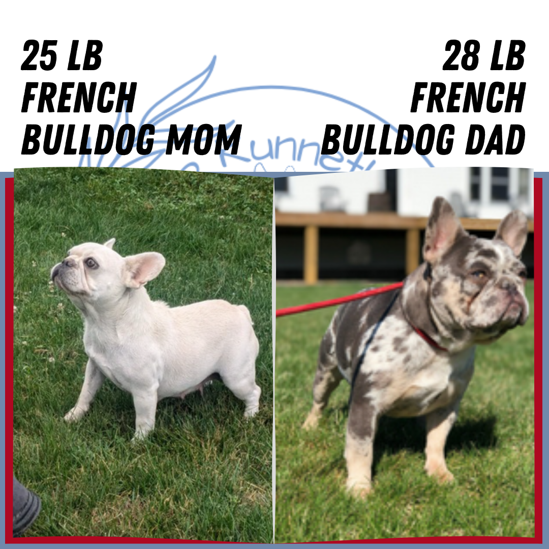 FRENCH BULLDOG (07/03) MALE