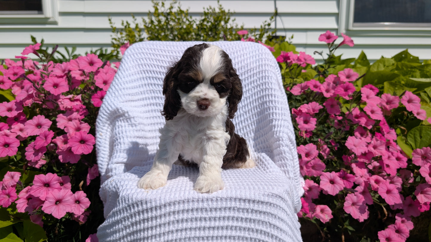 COCKER SPANIEL (07/17) MALE