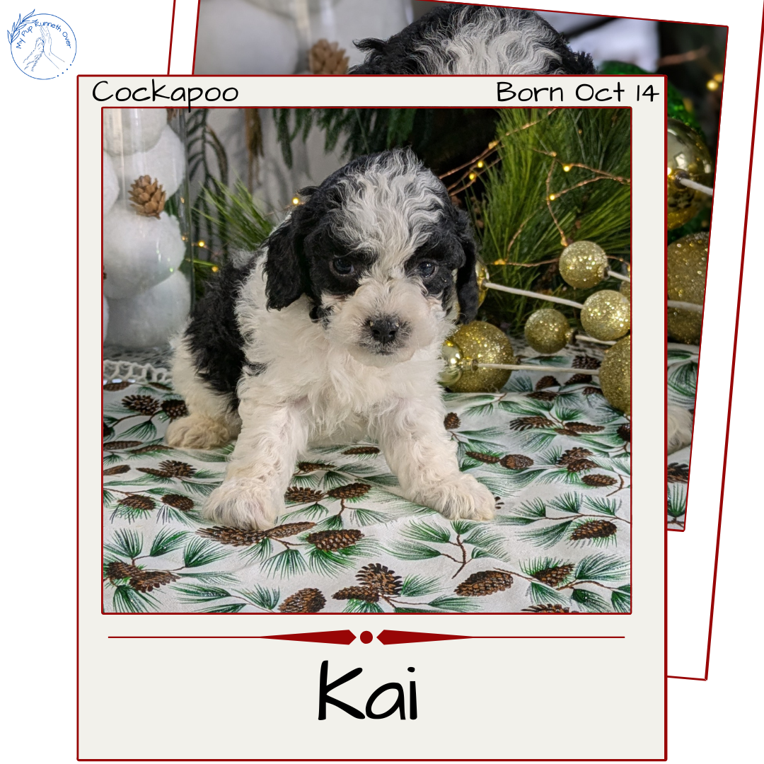 COCKAPOO (10/14) MALE