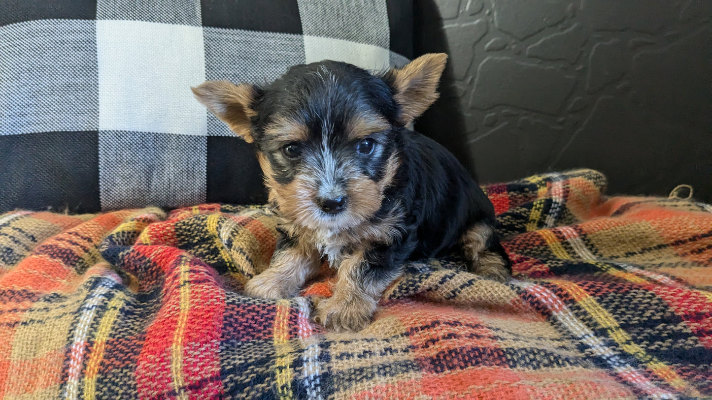 YORKSHIRE TERRIER (09/28) MALE