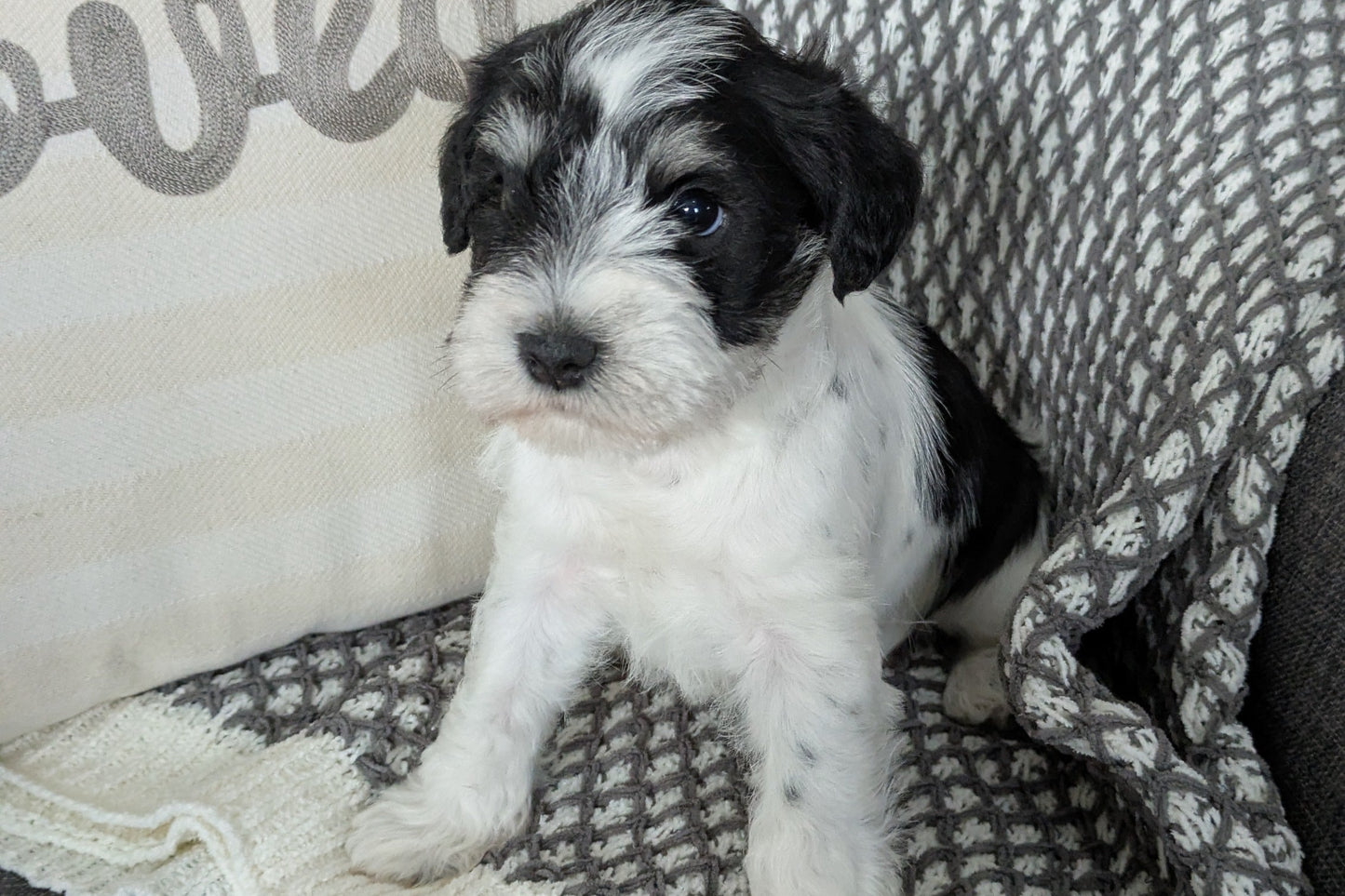 MINI SCHNAUZER (01/20) MALE