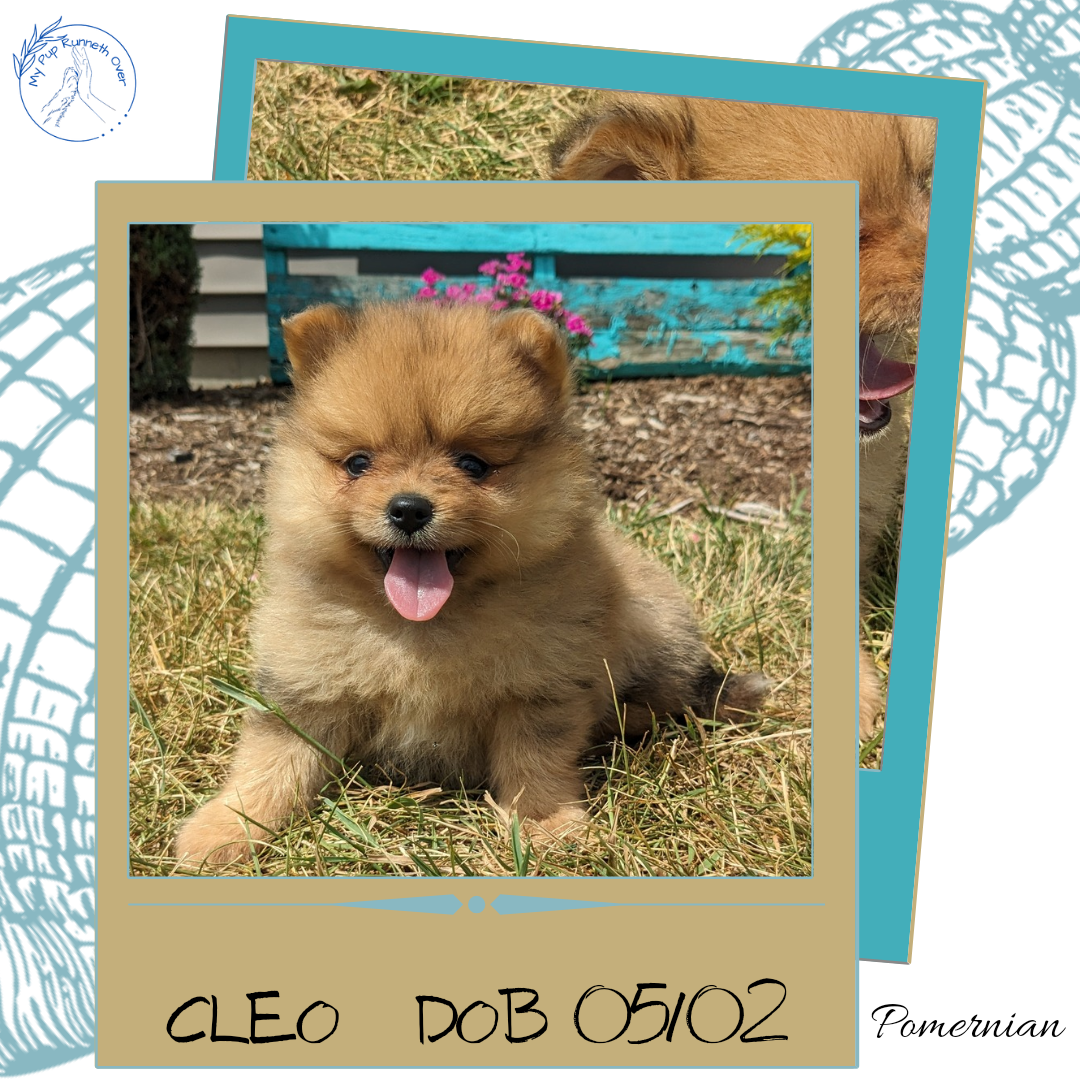 POMERANIAN (05/02) FEMALE