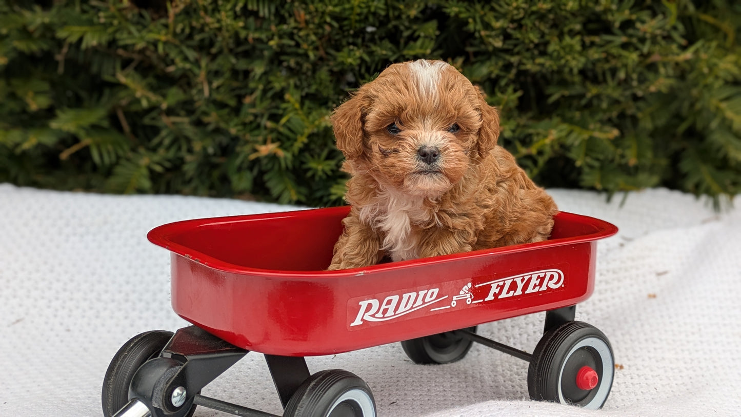 TOY CAVAPOO (02/26) MALE