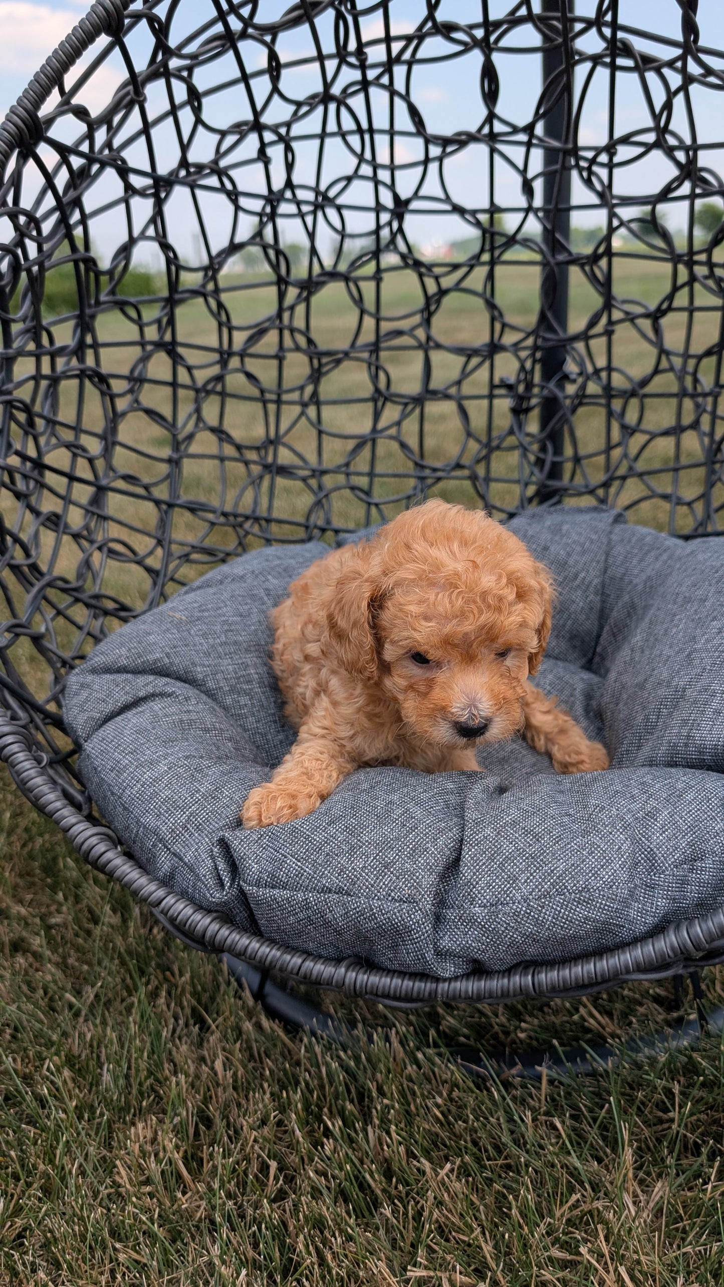TOY POODLE (05/31) MALE