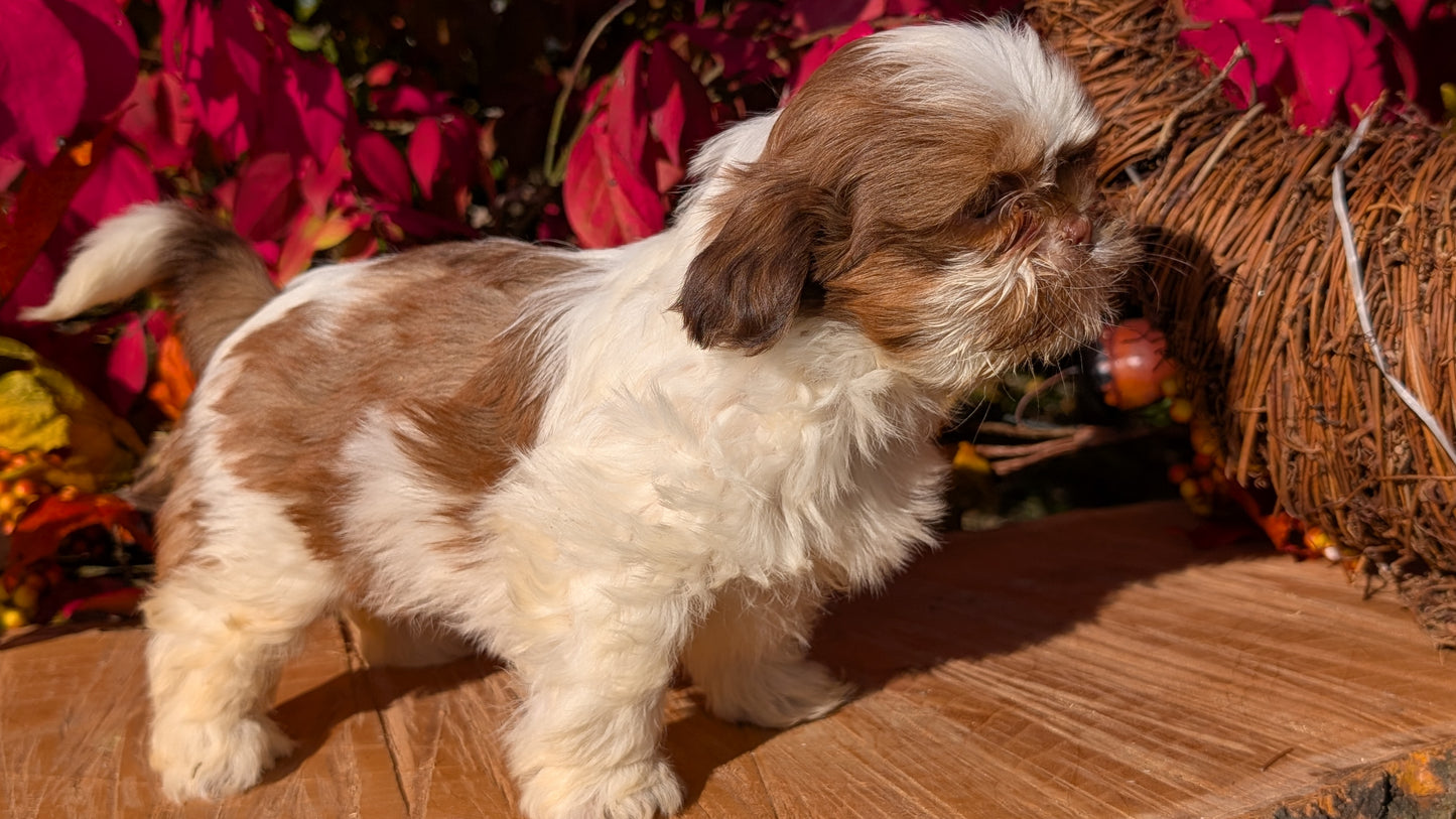 SHIH TZU (09/03) FEMALE