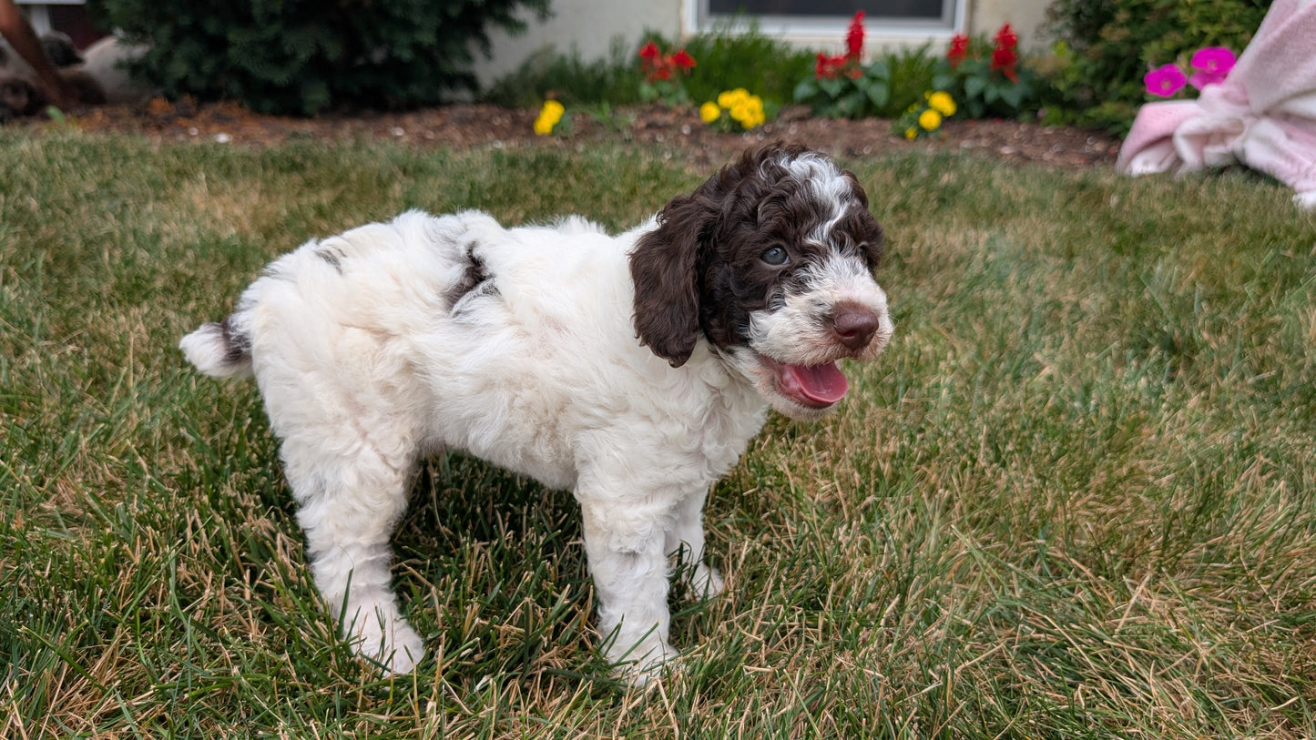 MINI POODLE (06/07) MALE