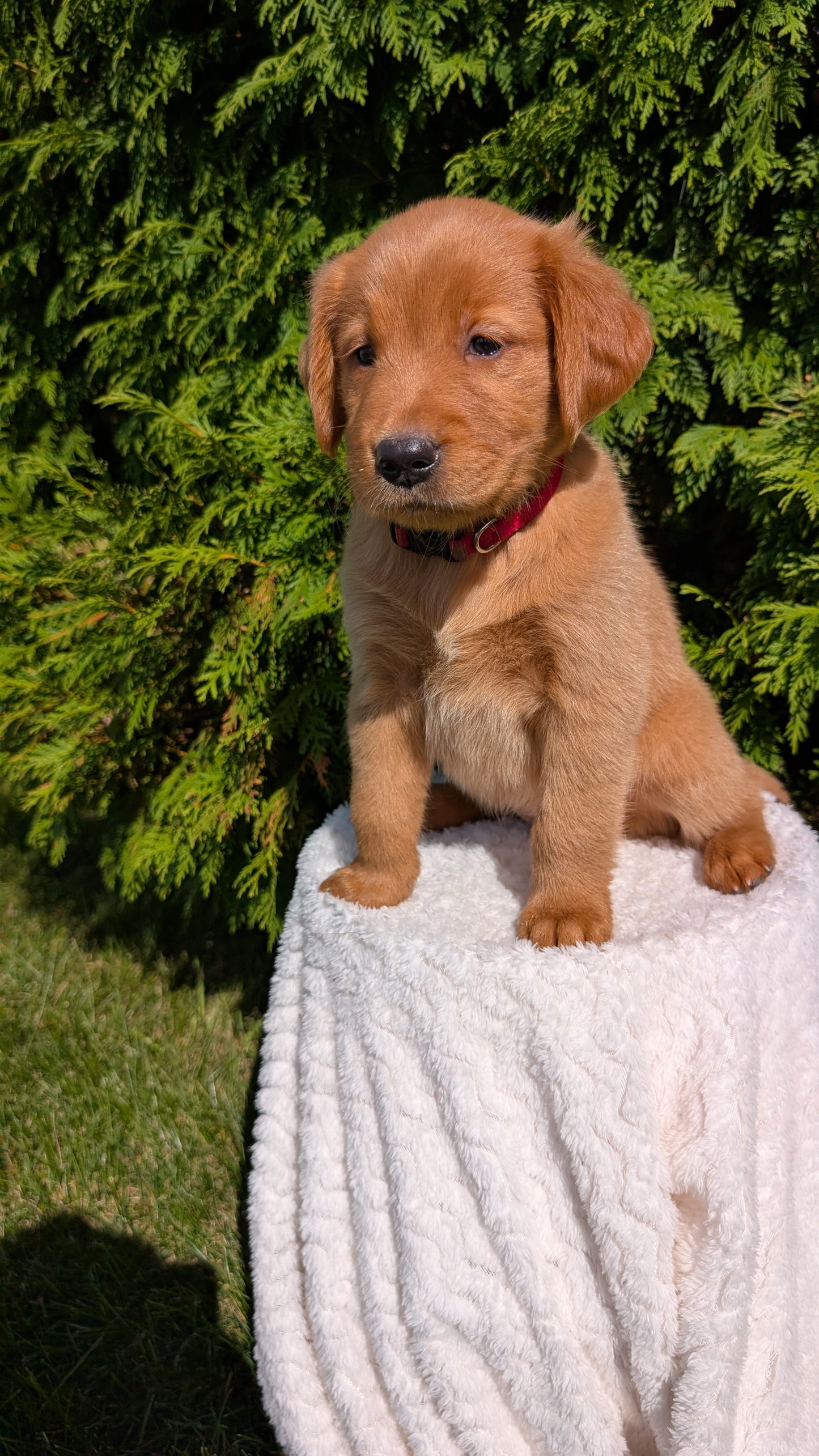 GOLDEN RETRIEVER (07/17) FEMALE