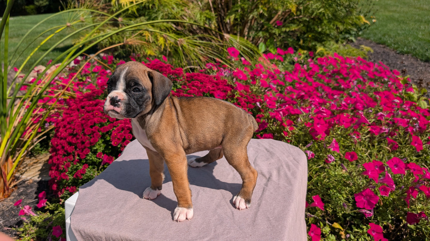 BOXER (08/20) FEMALE