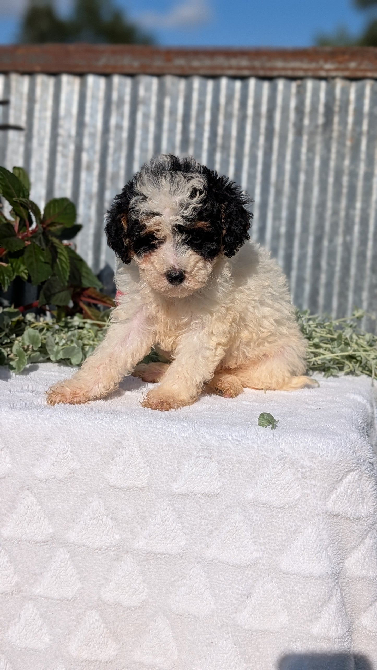 TOY POODLE (07/06) FEMALE