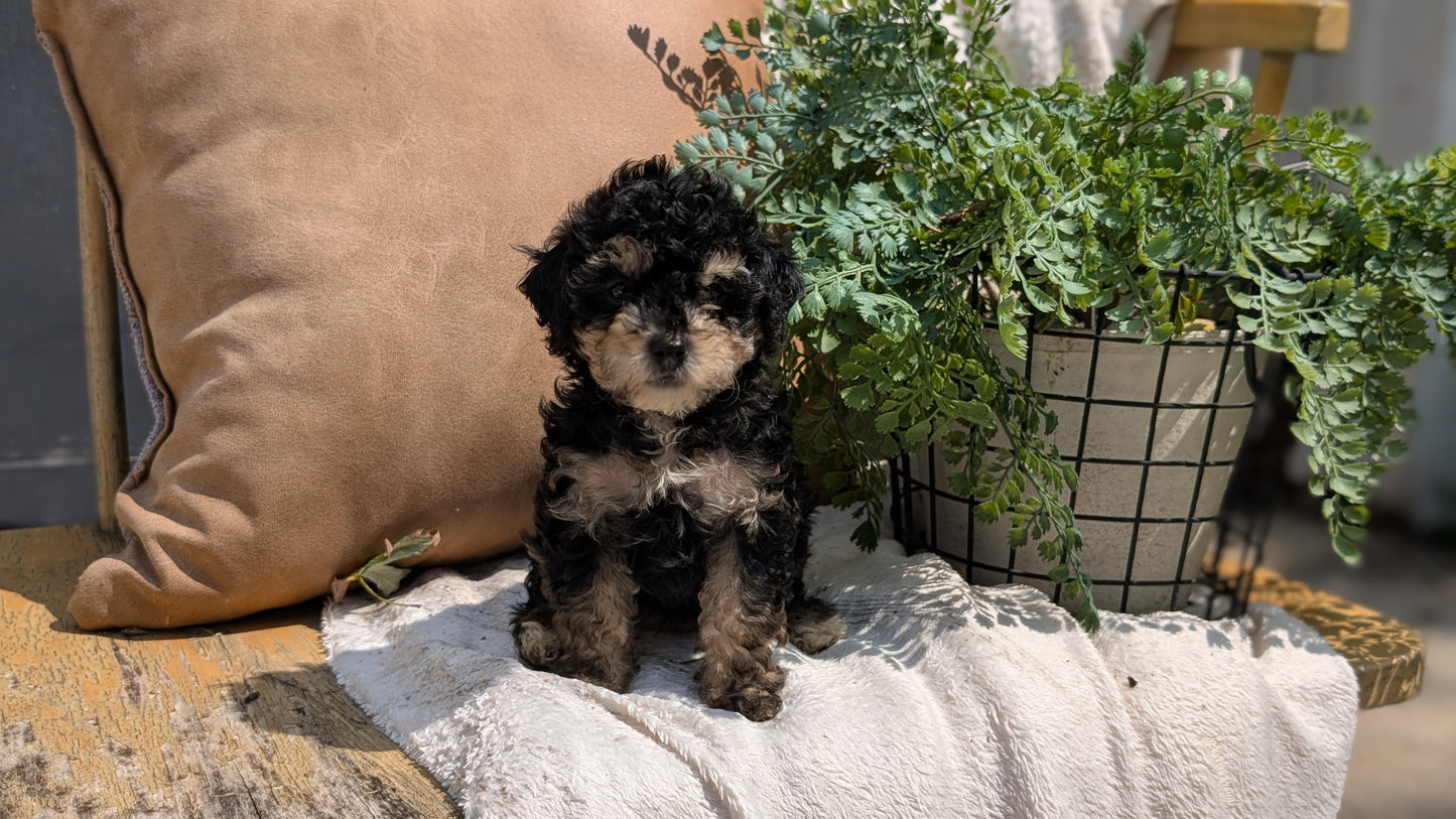 HAVAPOO (06/26) FEMALE