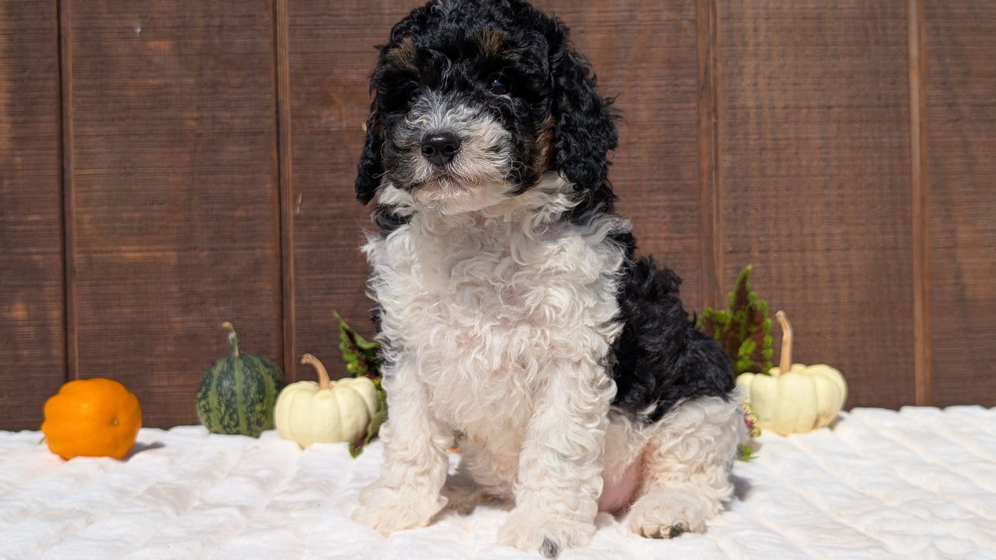 MINI BERNEDOODLE (08/06) FEMALE