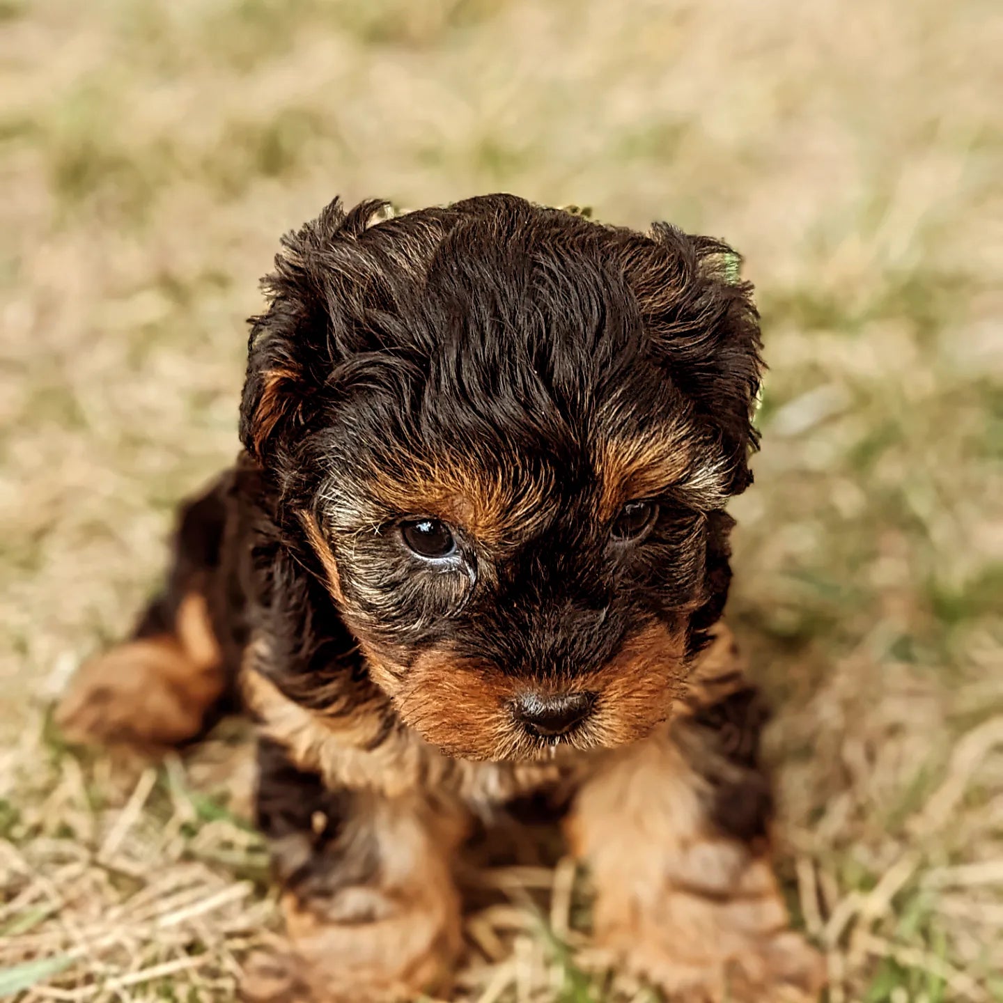 YORKIPOO (1/25) MALE