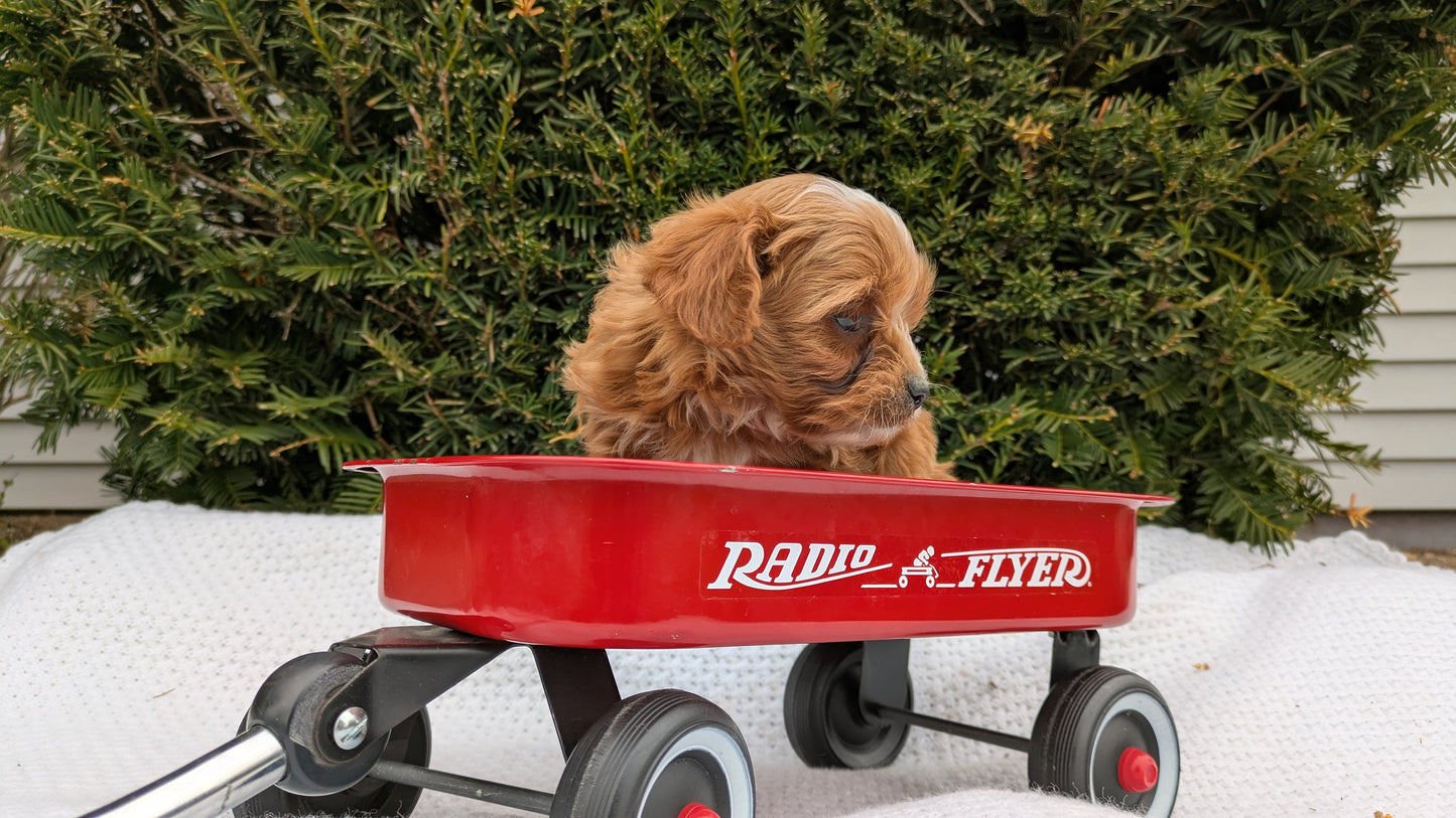 TOY CAVAPOO (02/26) FEMALE