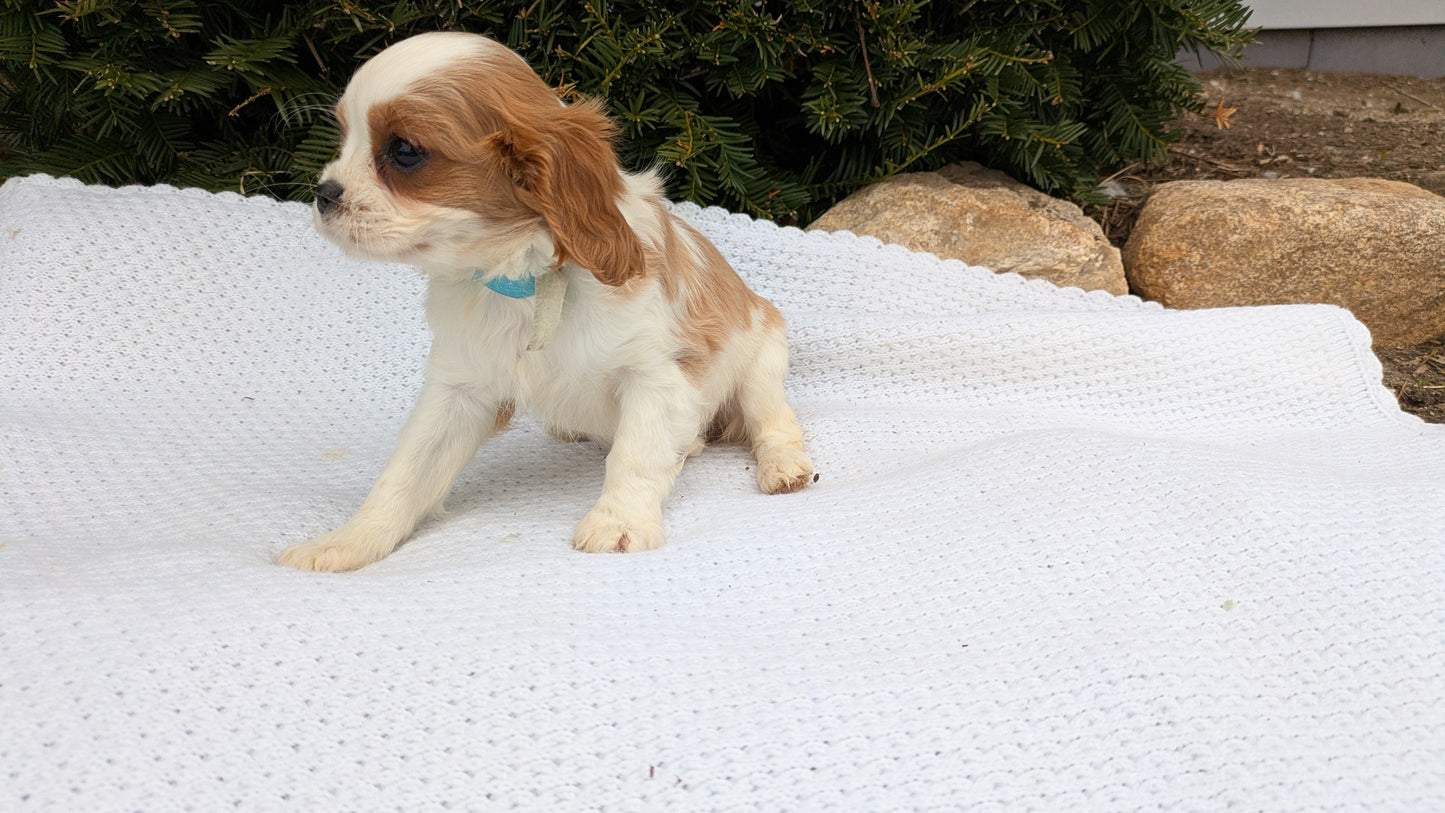 CAVALIER (02/10) FEMALE