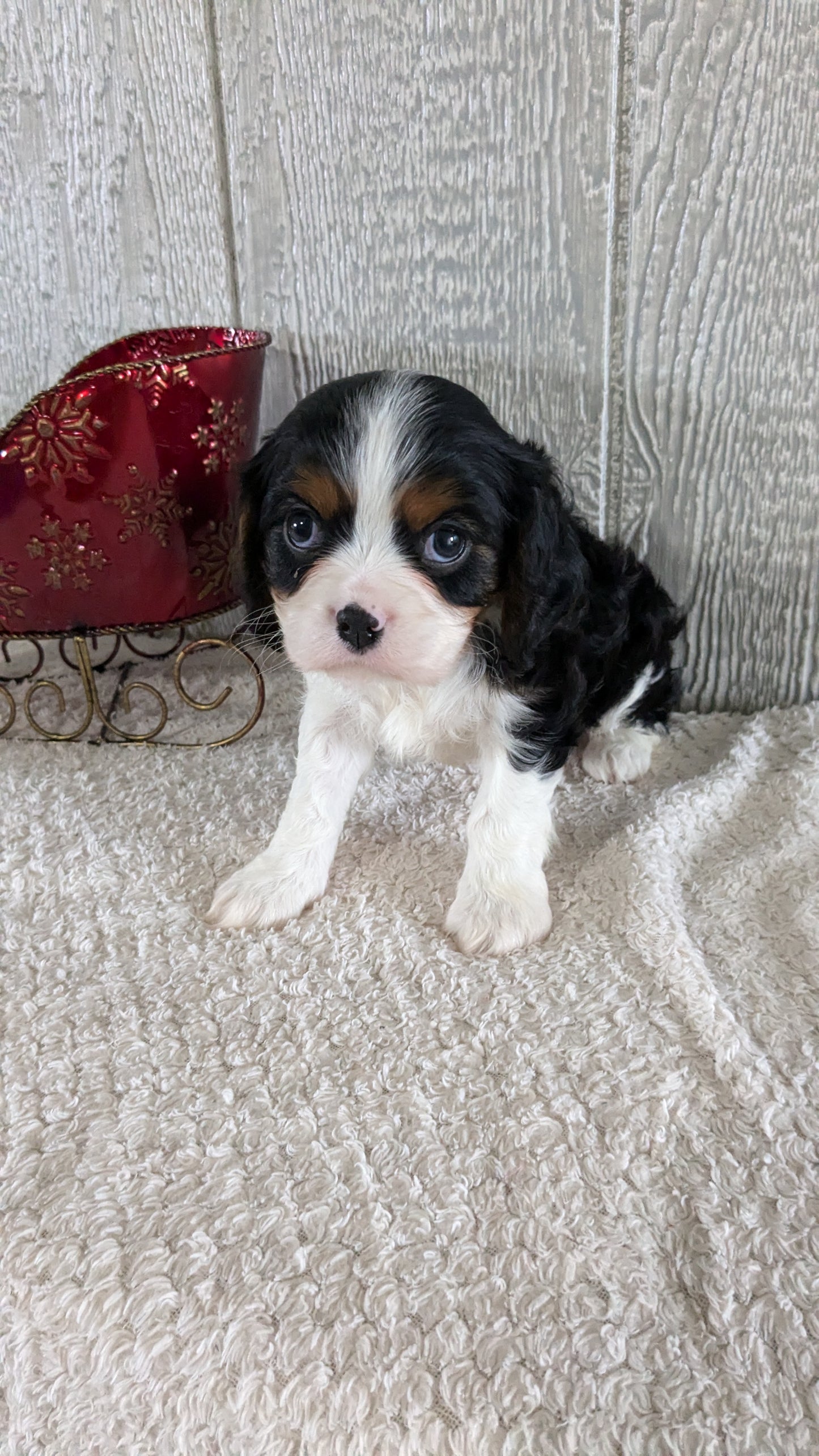 CAVALIER (09/12) MALE