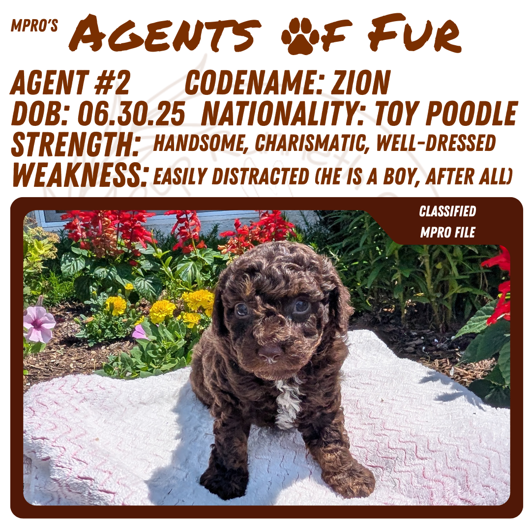 TOY POODLE (06/30) MALE