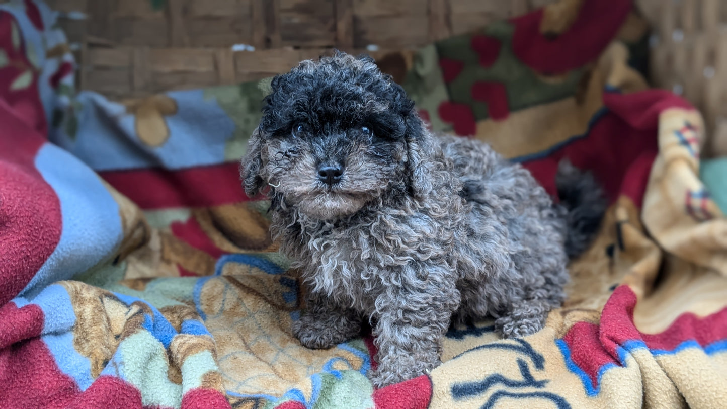 TOY POODLE (09/07) MALE
