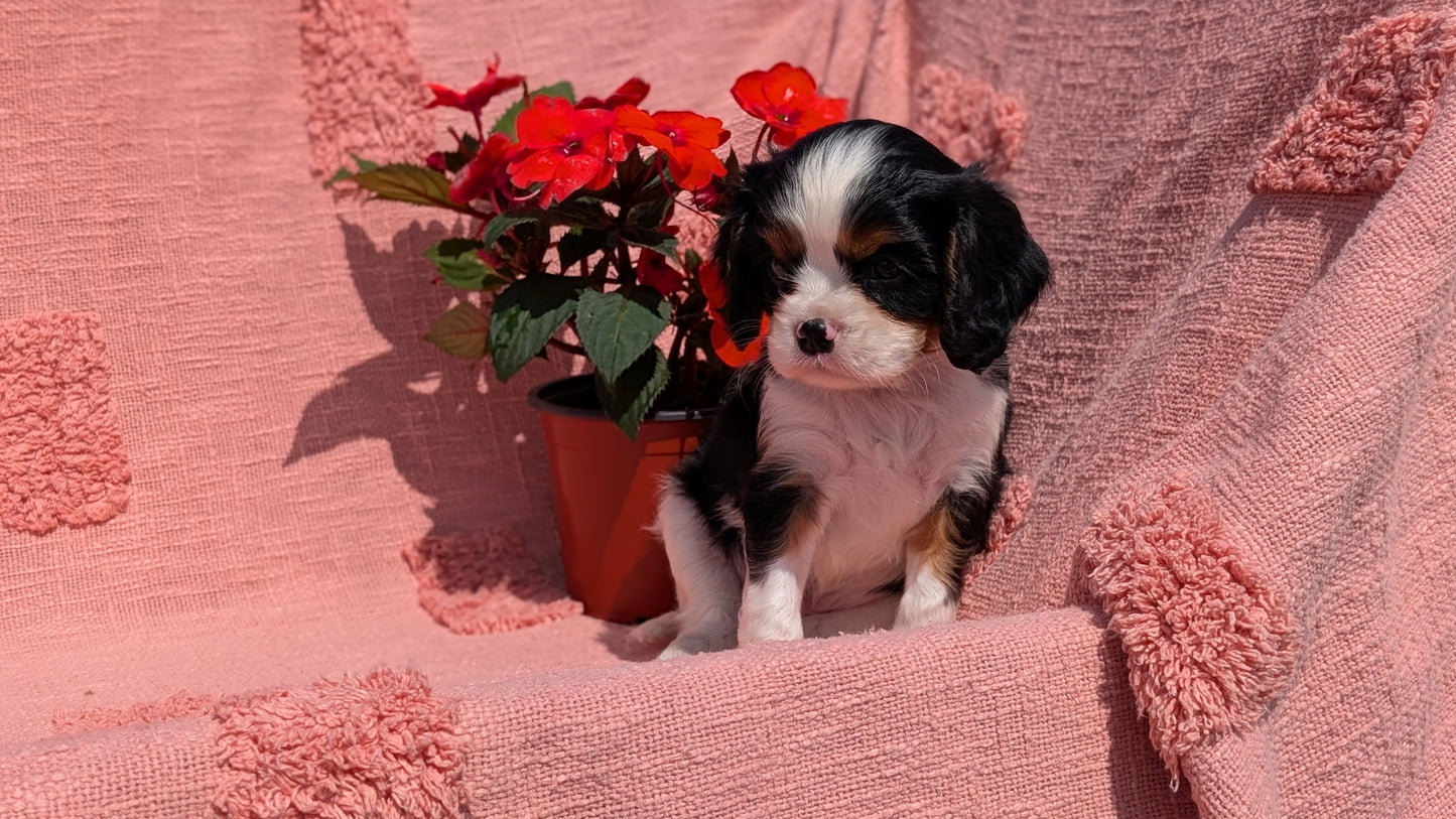 CAVALIER (05/06) MALE
