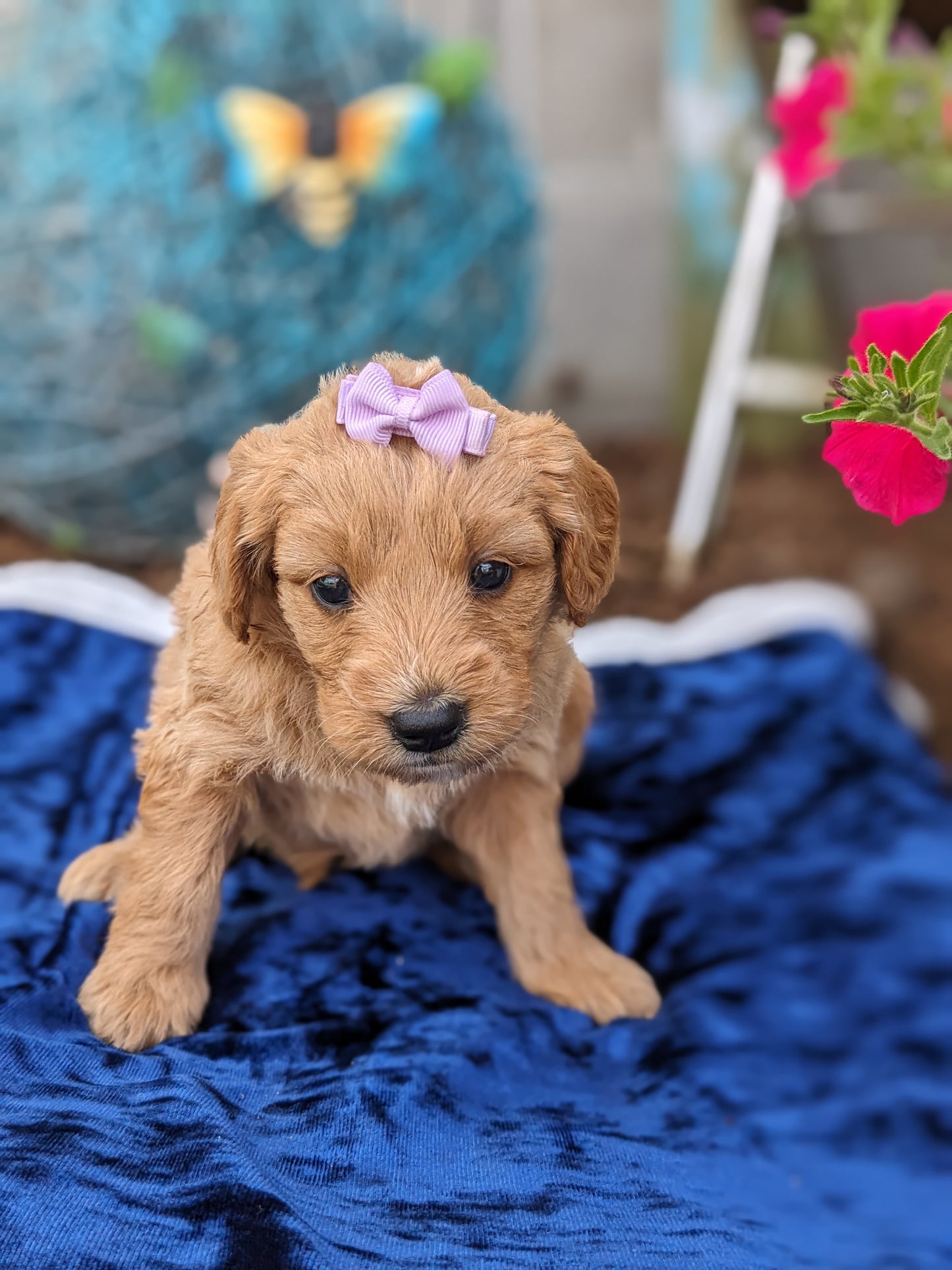GOLDENDOODLE (05/03) FEMALE
