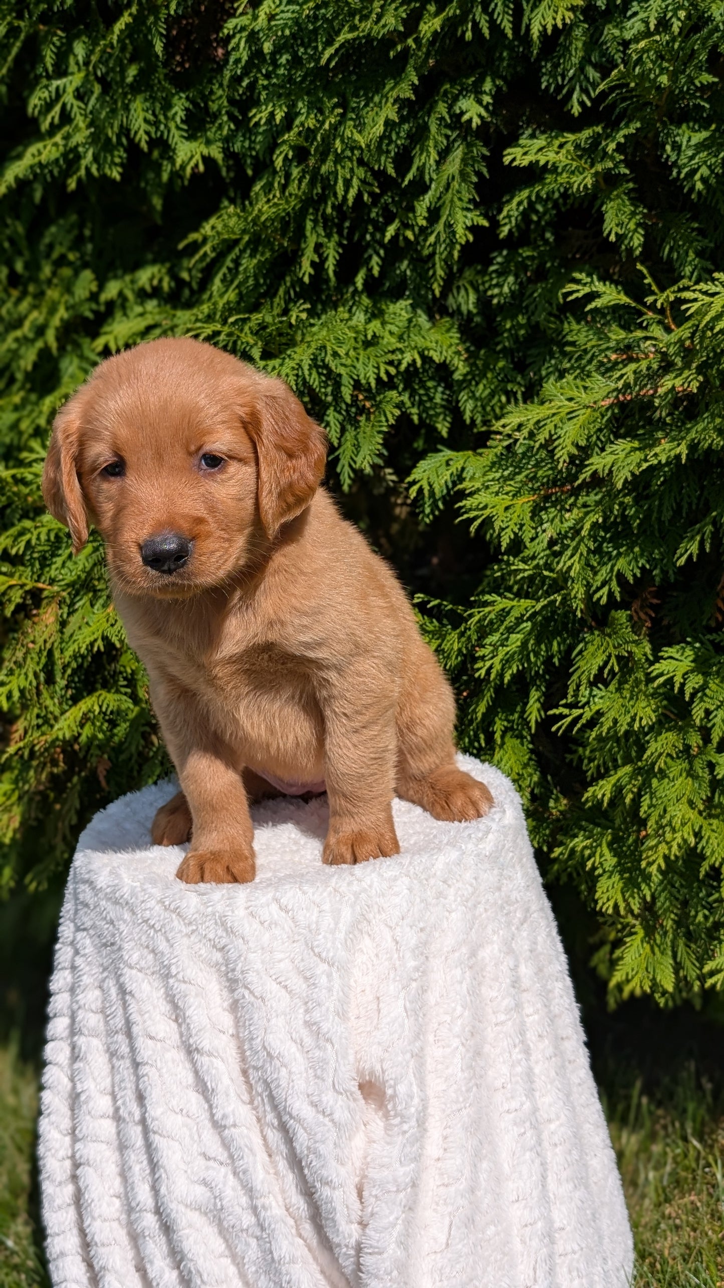 GOLDEN RETRIEVER (07/16) FEMALE