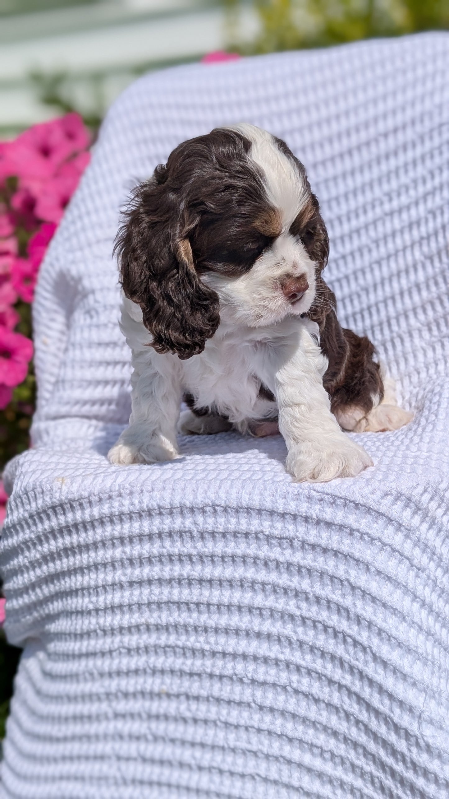 COCKER SPANIEL (07/17) MALE
