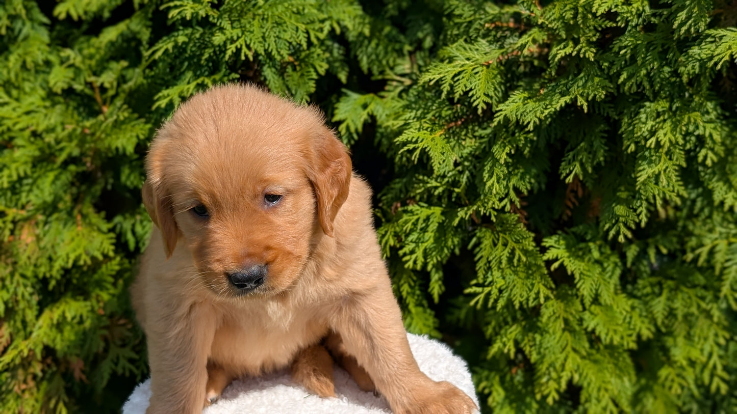 GOLDEN RETRIEVER (07/16) FEMALE