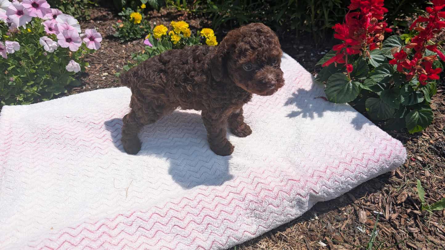 TOY POODLE (06/23) FEMALE