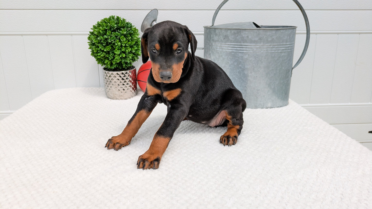 DOBERMAN PINSCHER (03/22) FEMALE