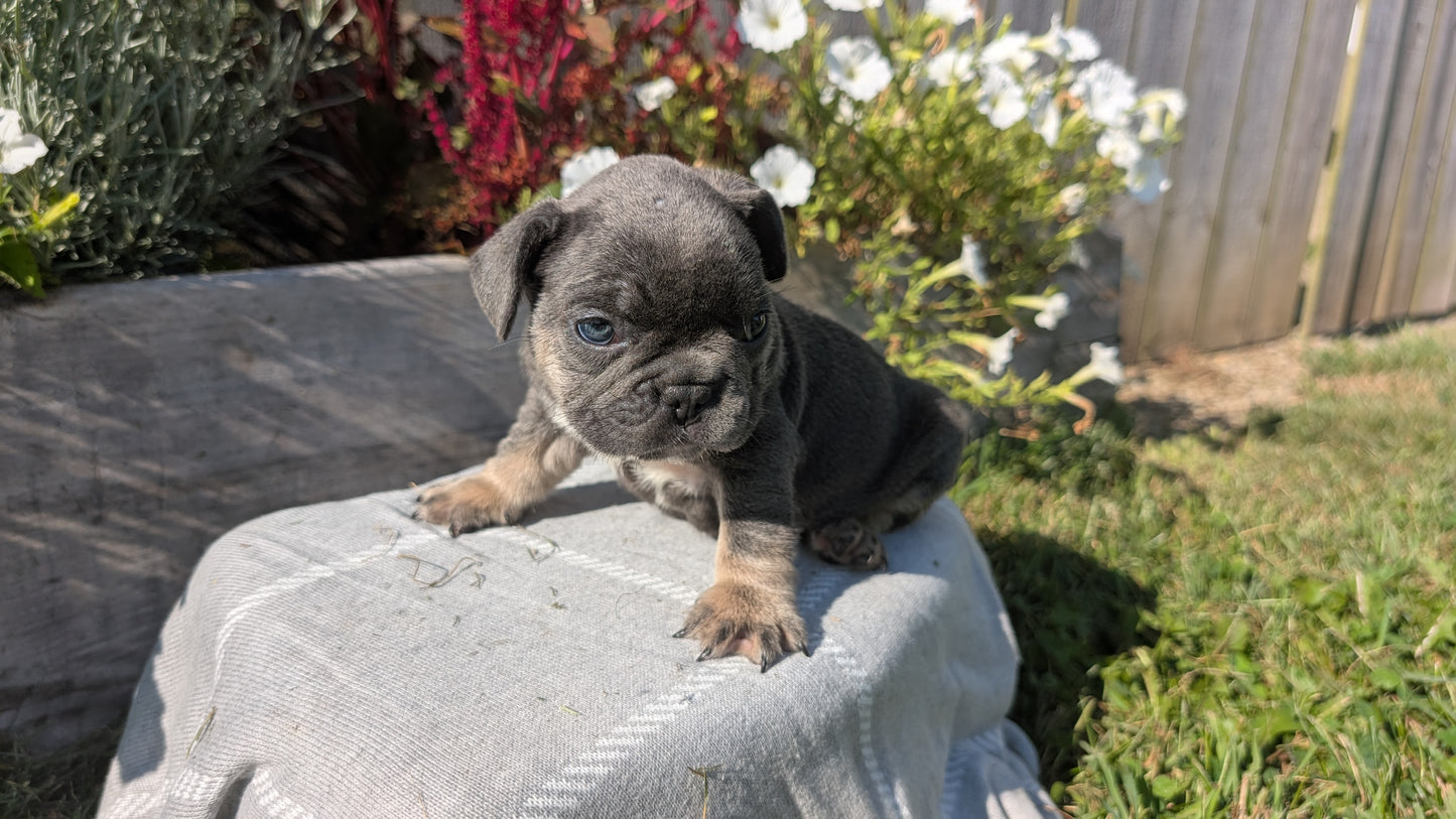 FRENCH BULLDOG (07/03) MALE