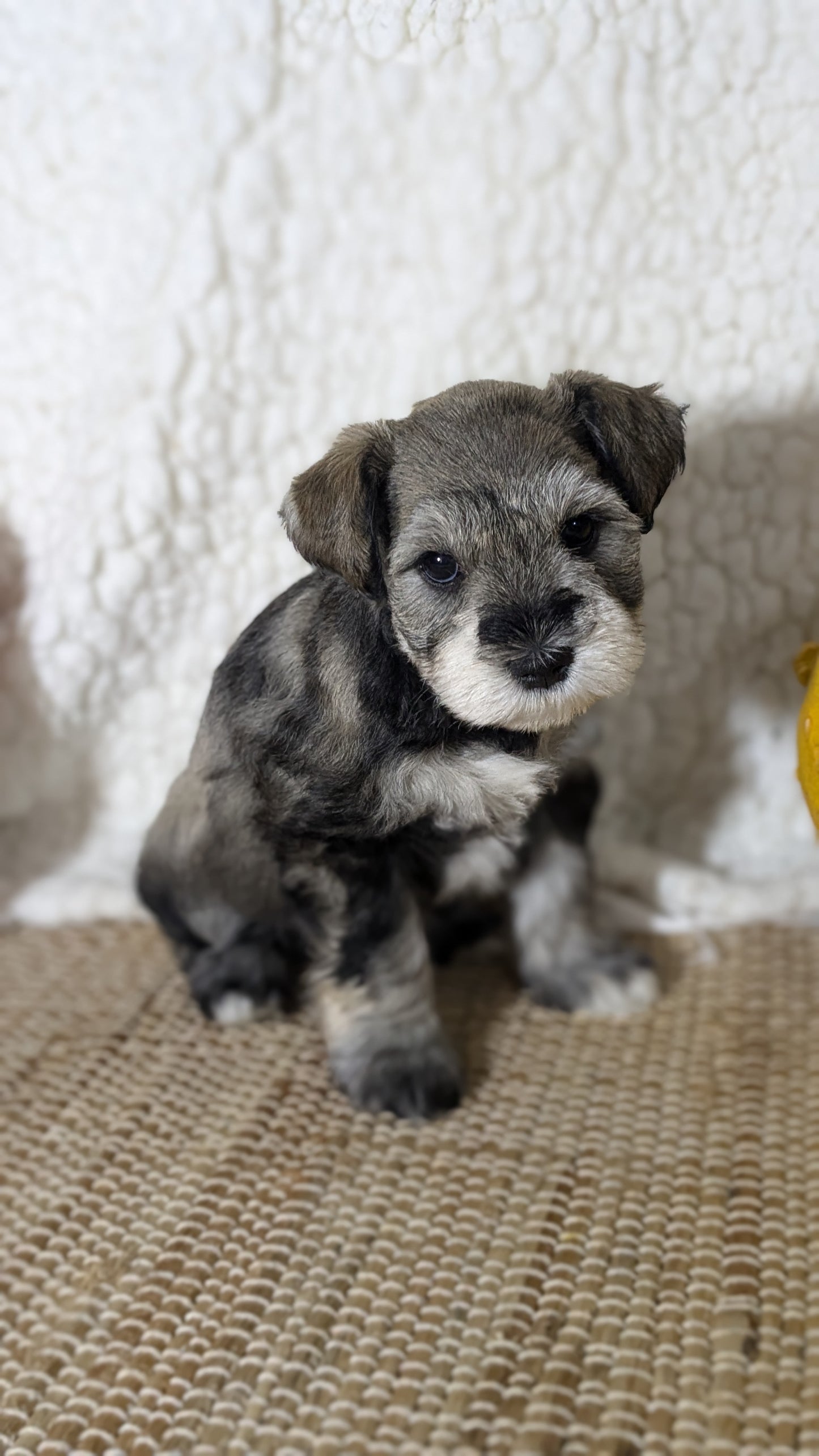 MINI SCHNAUZER (09/23) FEMALE