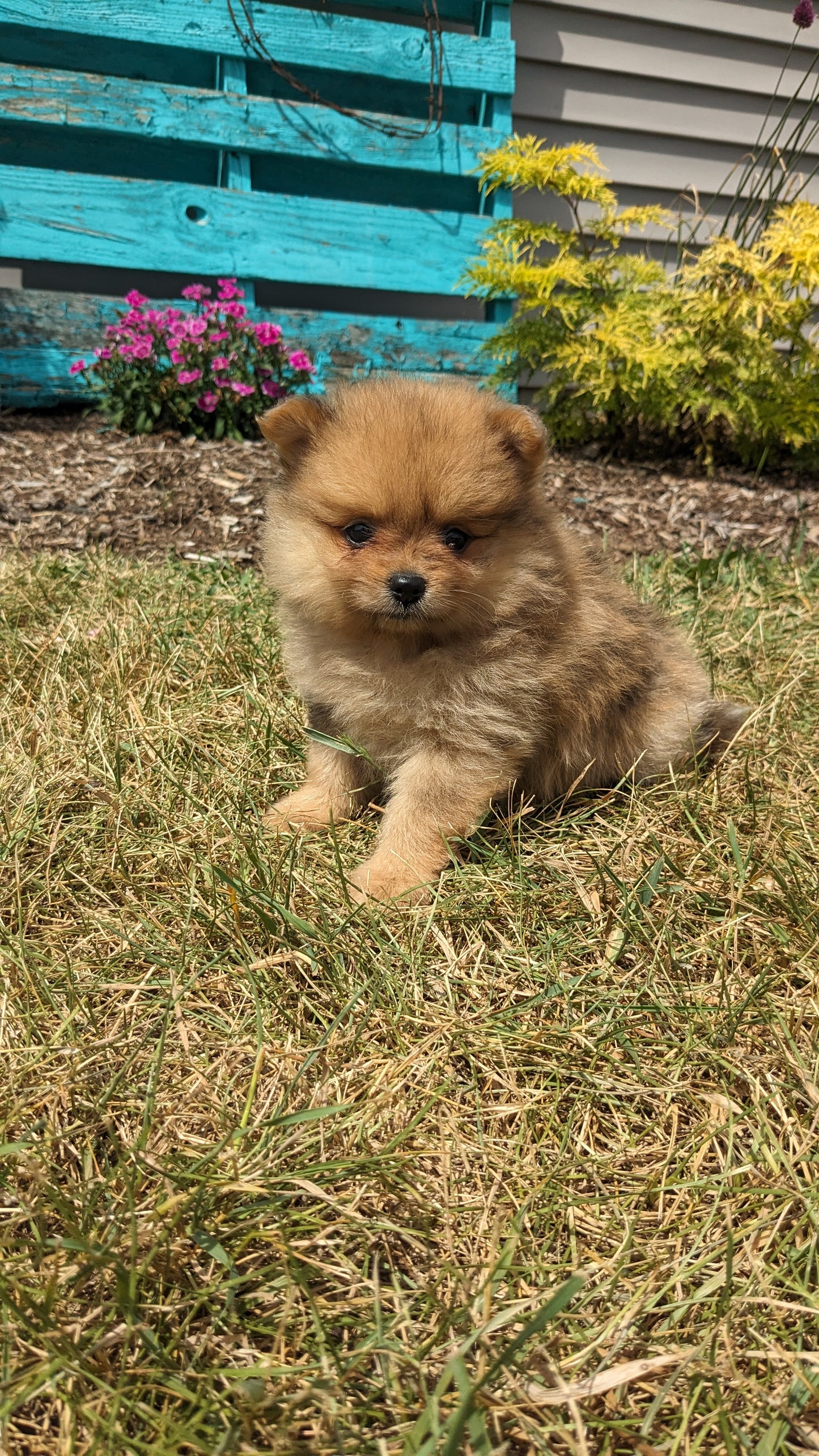 POMERANIAN (05/02) FEMALE