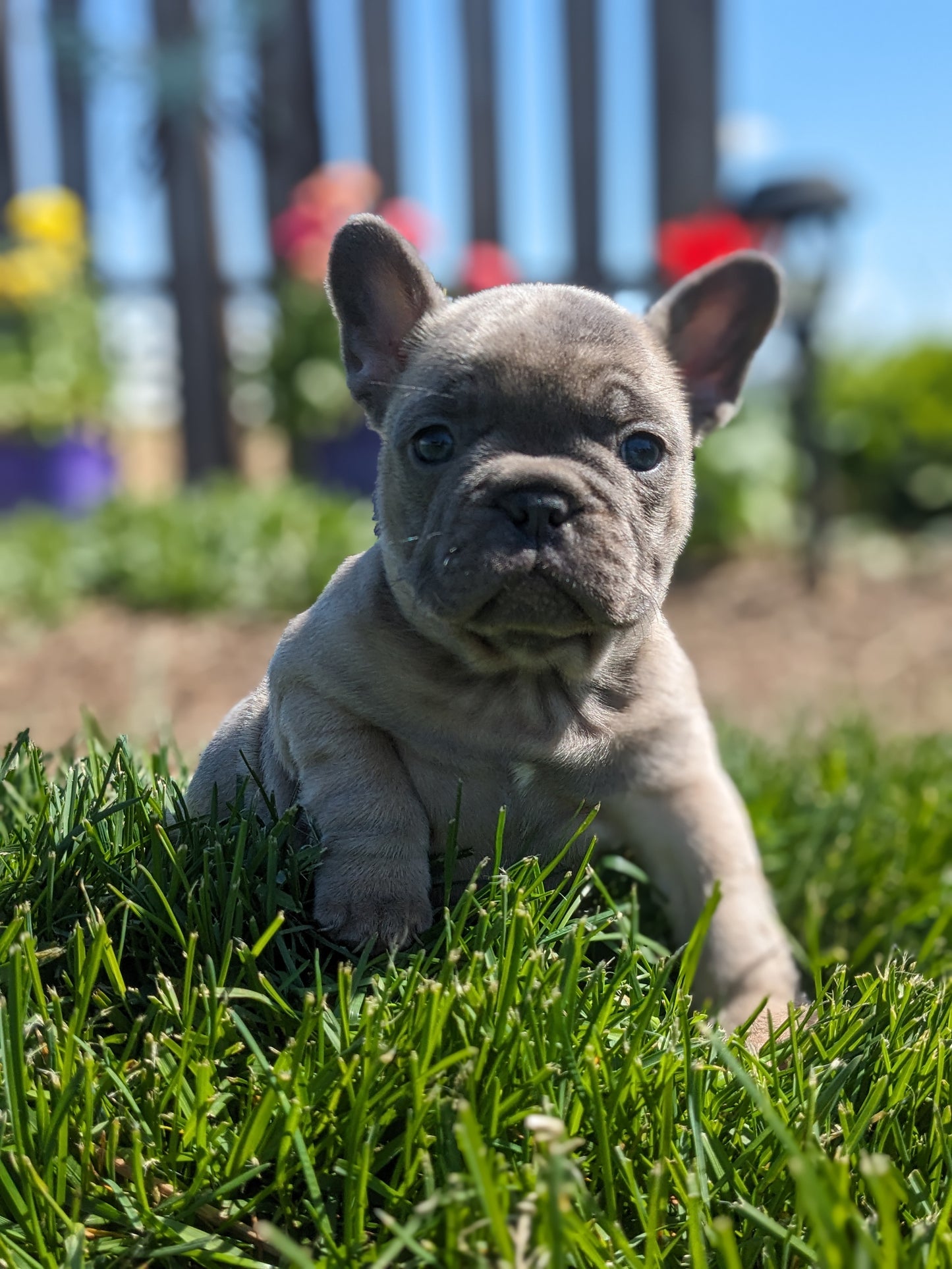 FRENCH BULLDOG (03/15) FEMALE