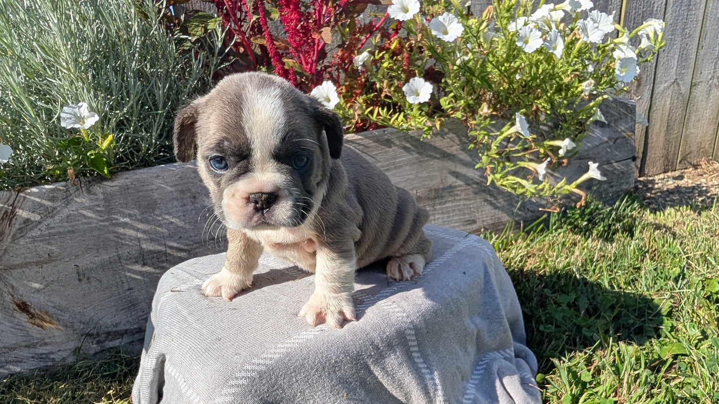FRENCH BULLDOG (07/03) FEMALE