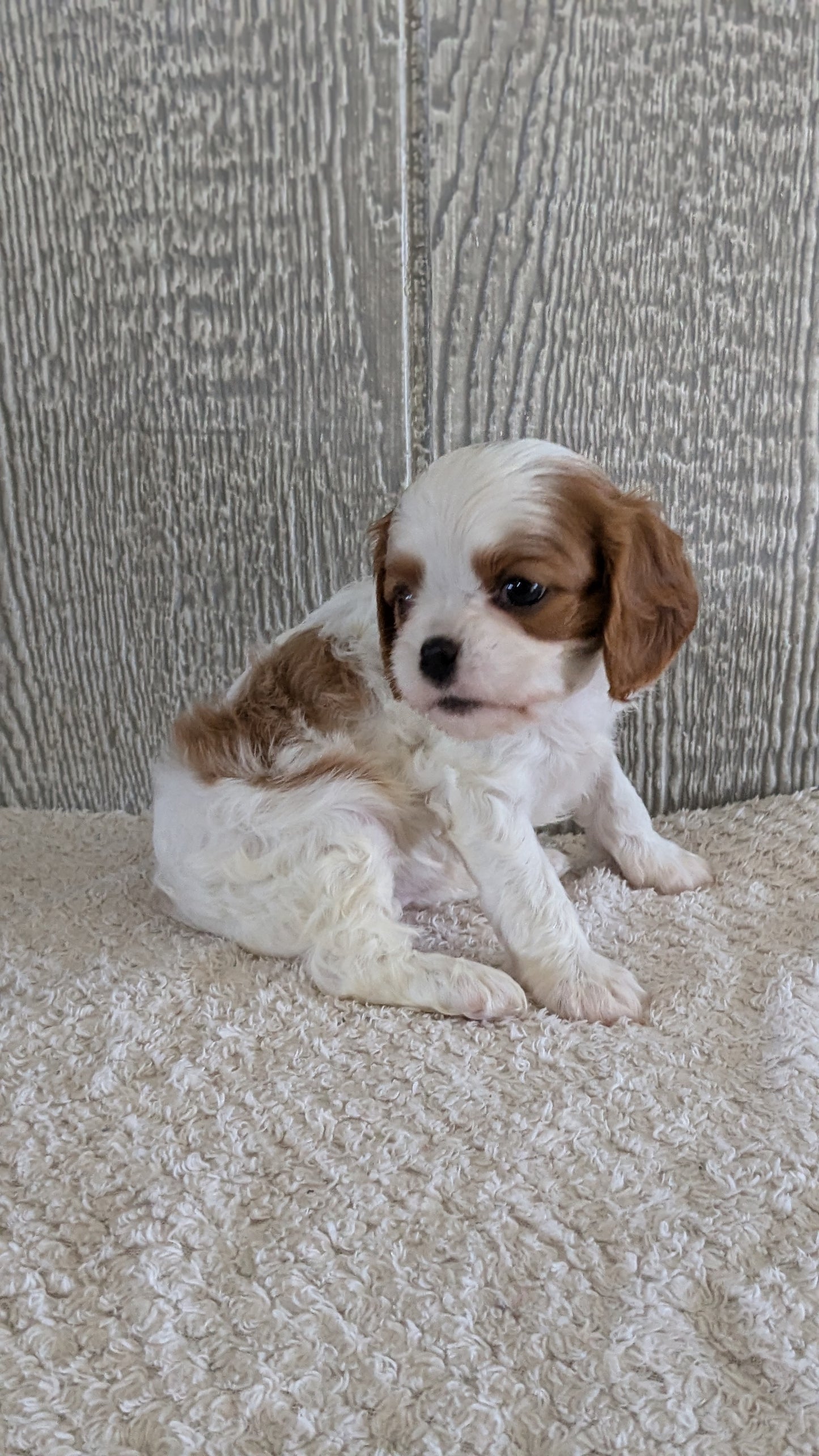 CAVALIER (09/12) FEMALE
