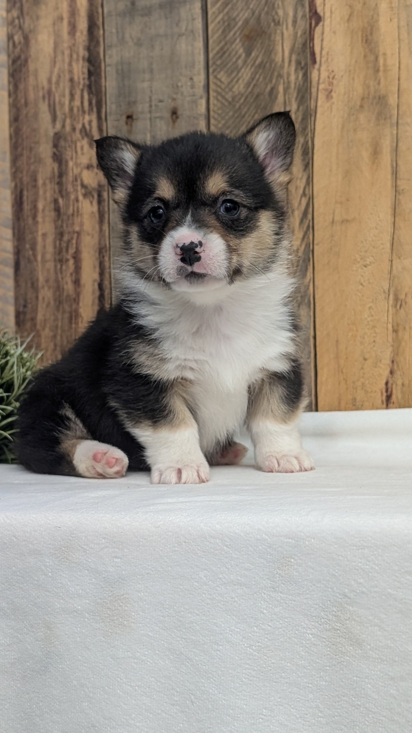 CORGI (JAN 09) MALES