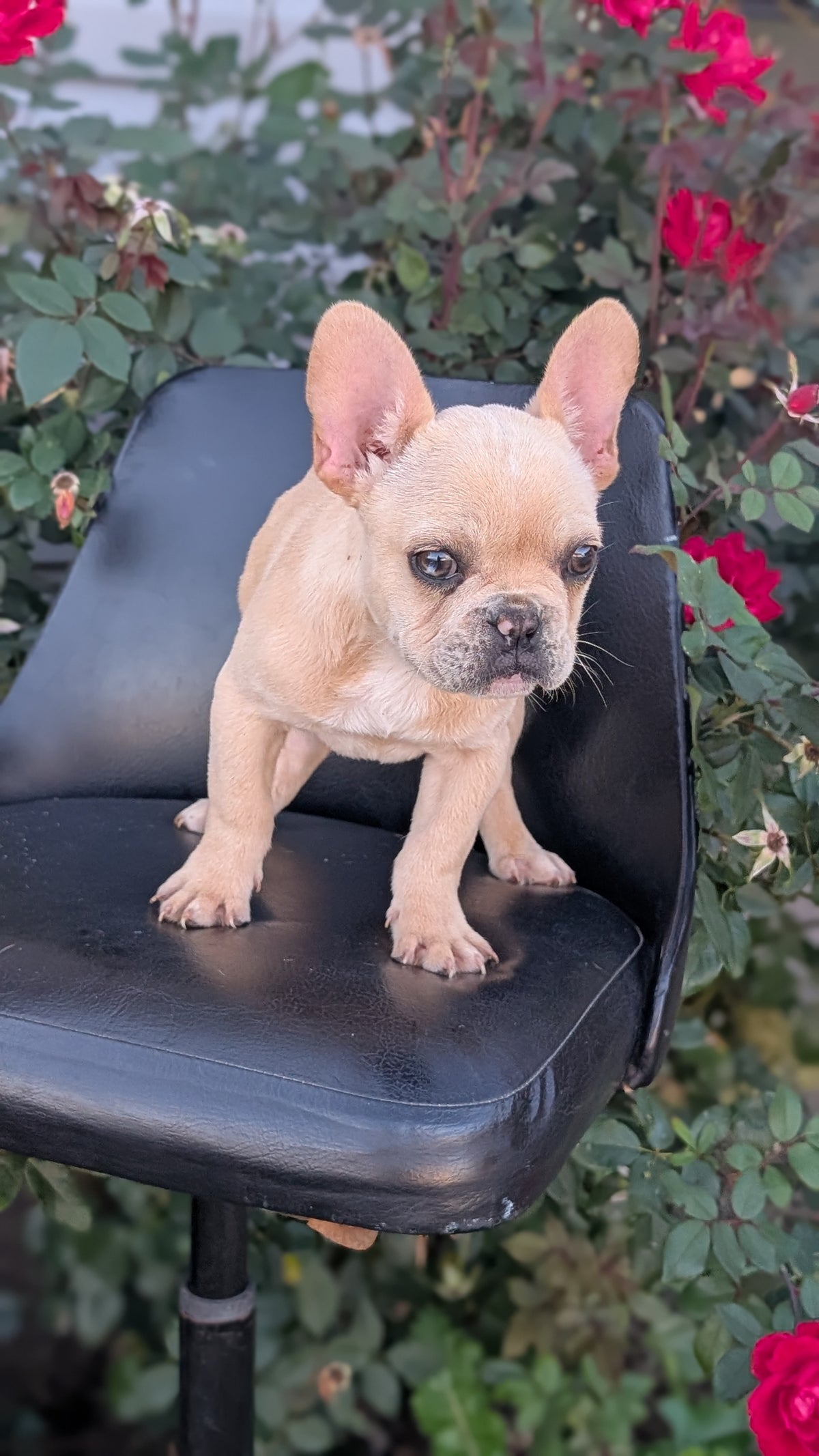 FRENCH BULLDOG (JUN 26) 2 MALES