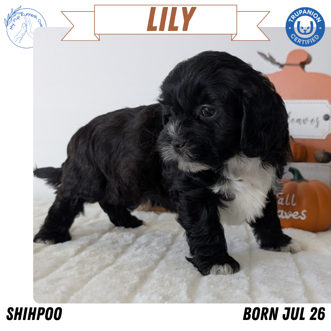 SHIHPOO (07/26) FEMALE