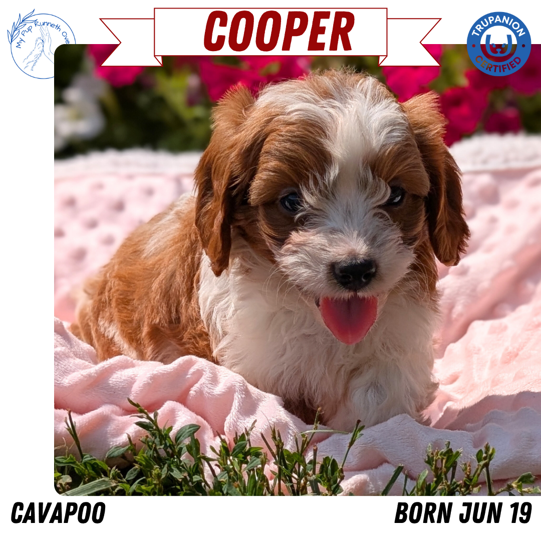 CAVAPOO (06/19) MALE