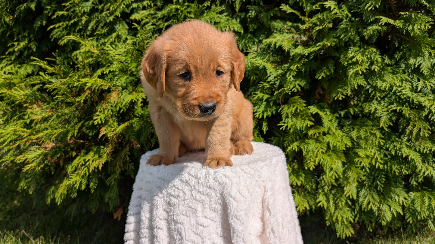 GOLDEN RETRIEVER (07/16) FEMALE