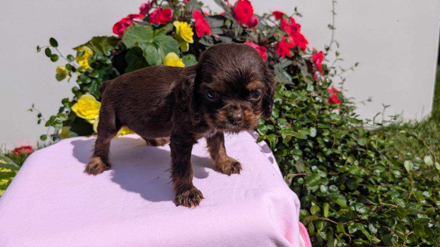 COCKER SPANIEL (07/16) MALE